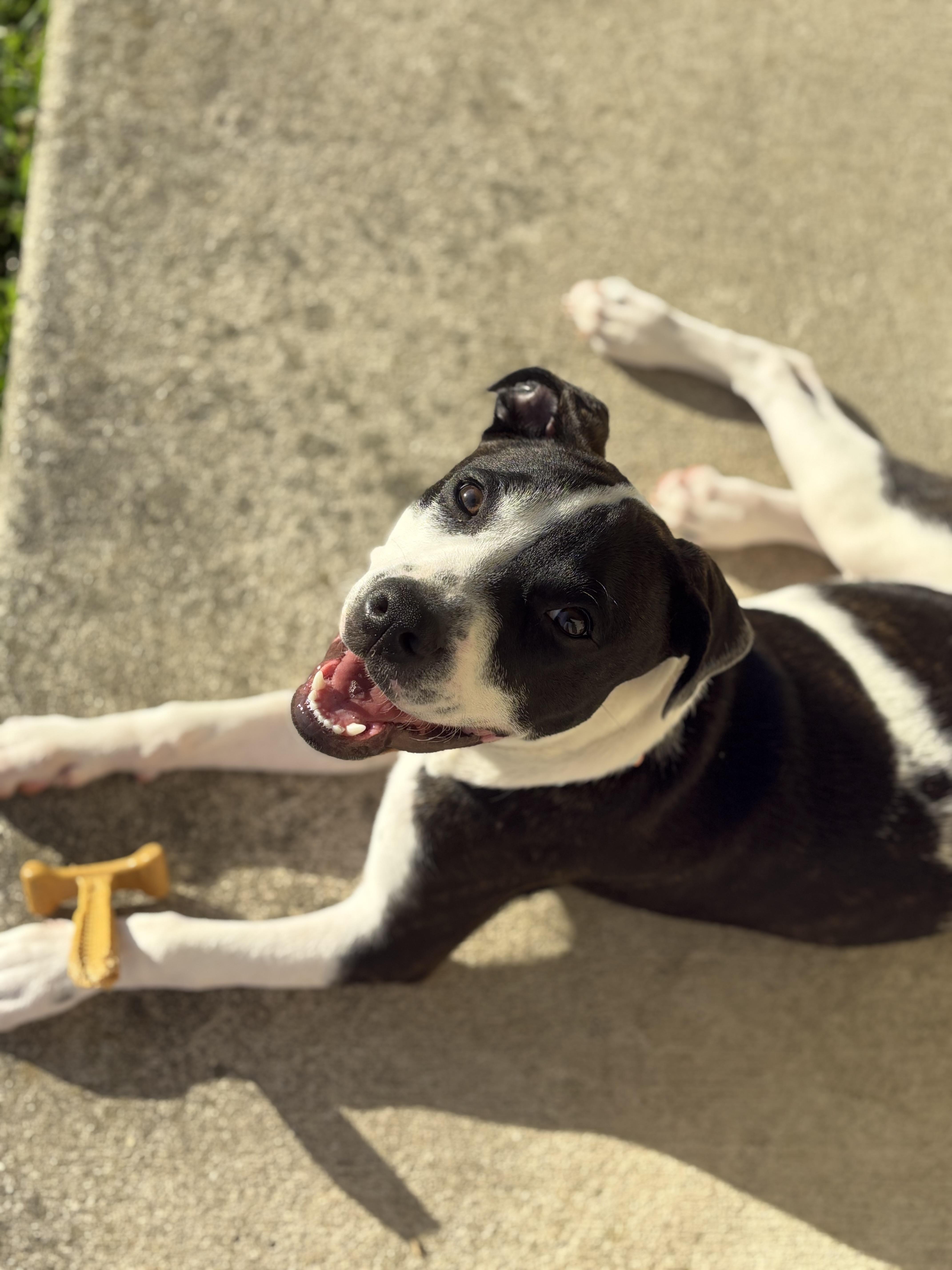 Kona, a Adoptable mixed breed in Louisville, KY image 2/5