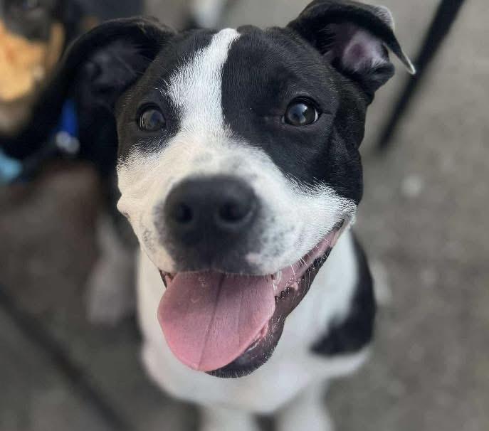 Kona, a Adoptable mixed breed in Louisville, KY image 3/5