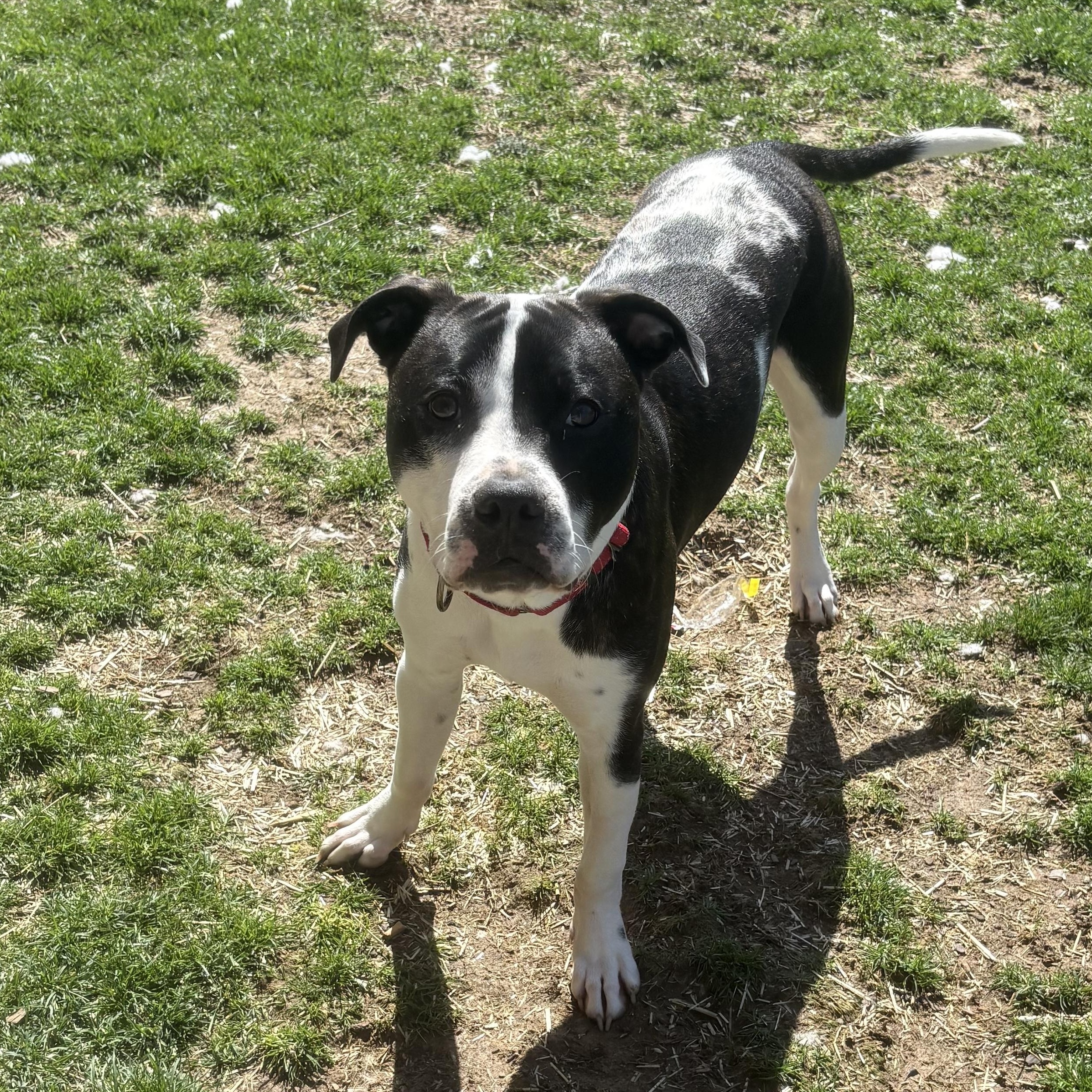 Kona - Pit Bull Terrier