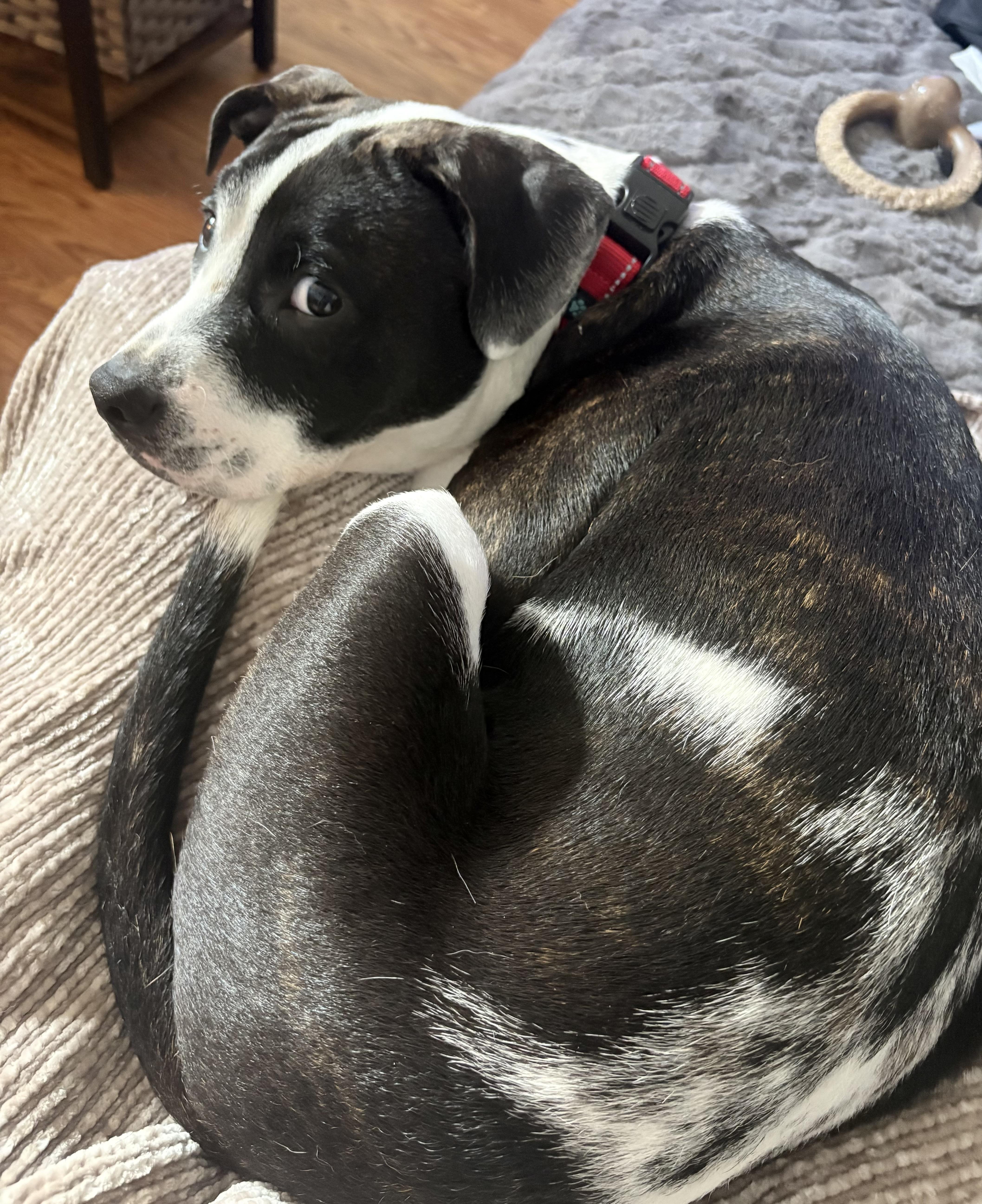 Kona, a Adoptable mixed breed in Louisville, KY image 1/5