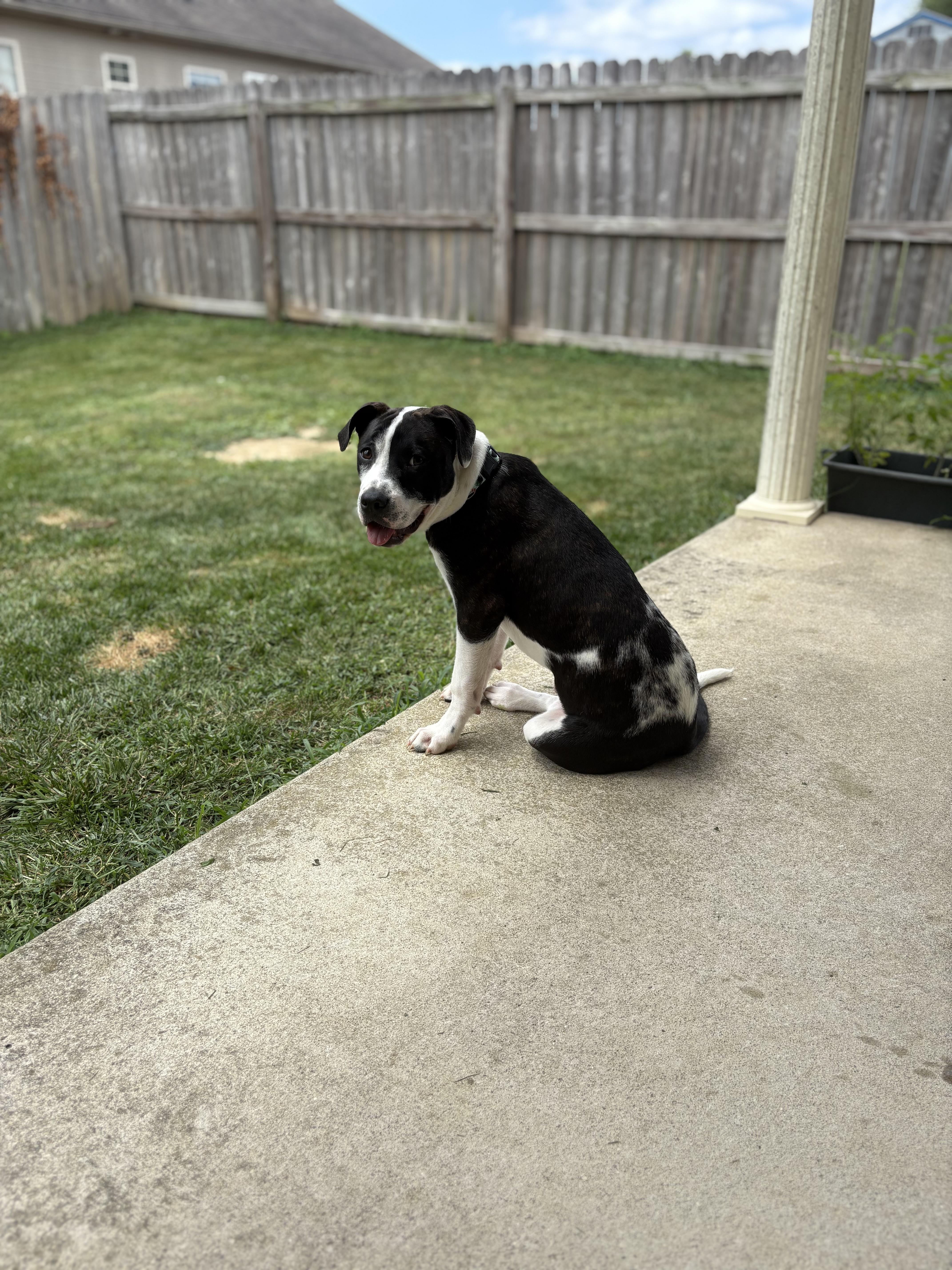 Kona, a Adoptable mixed breed in Louisville, KY image 4/5