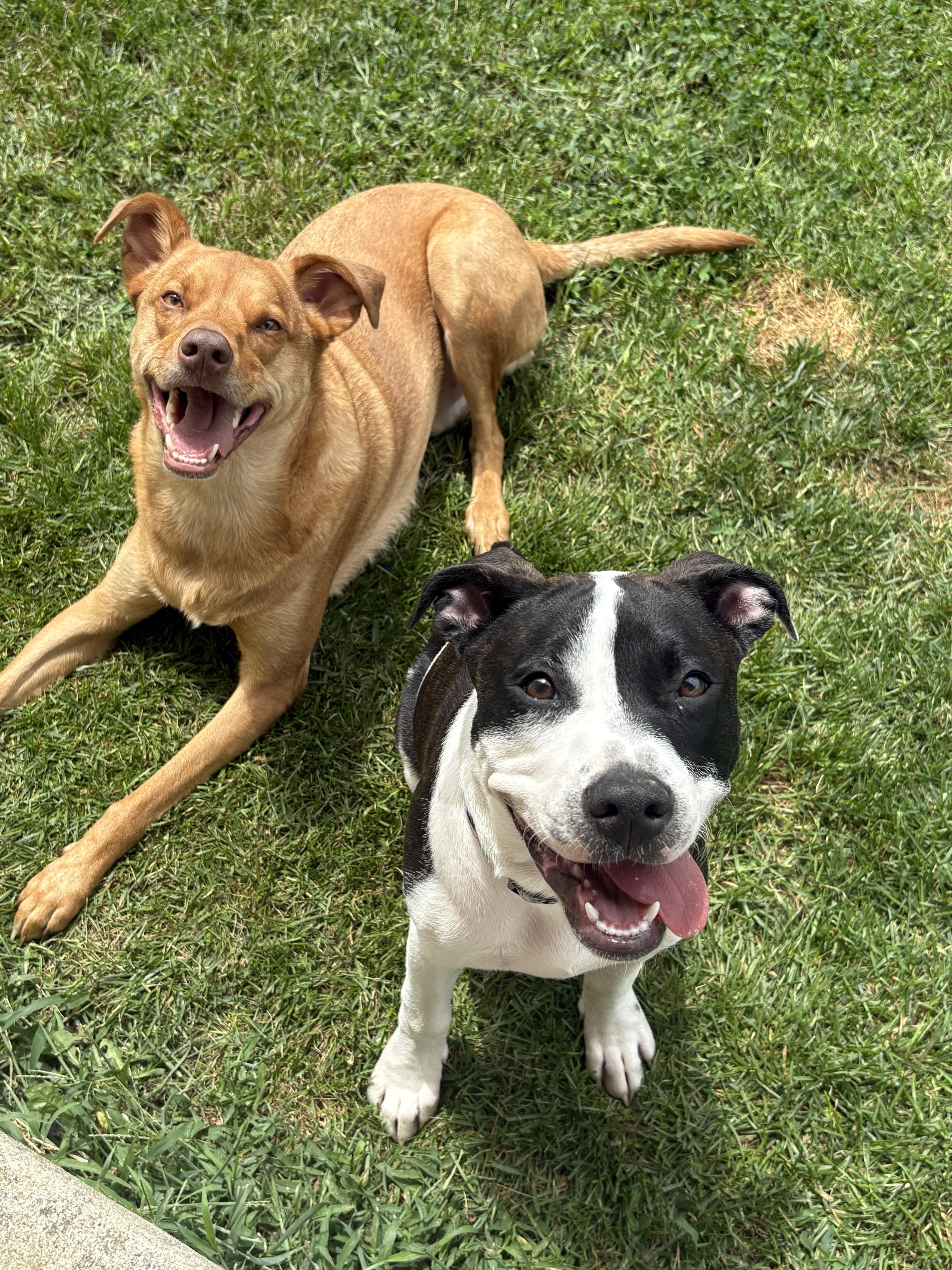 Kona, a Adoptable mixed breed in Louisville, KY image 5/5