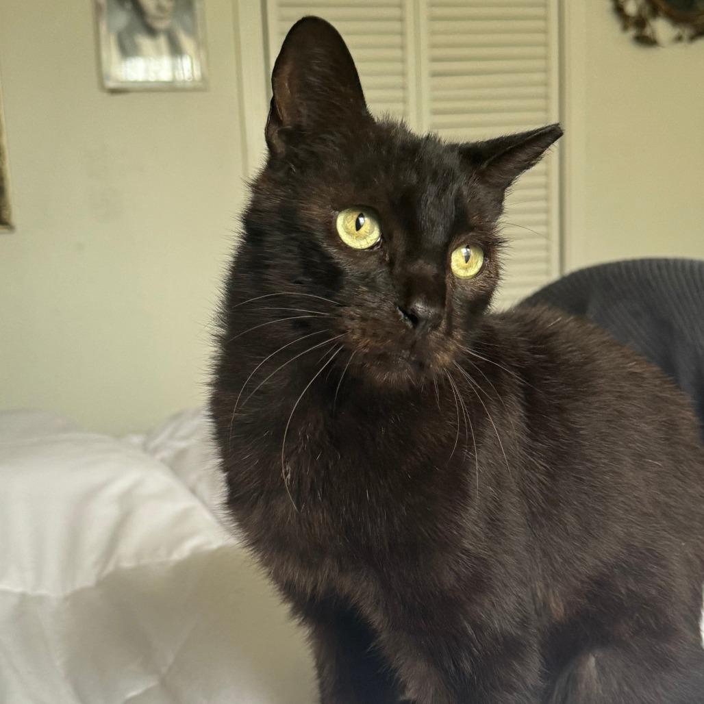 Salem, Adoptable, Adult Male Domestic Short Hair.