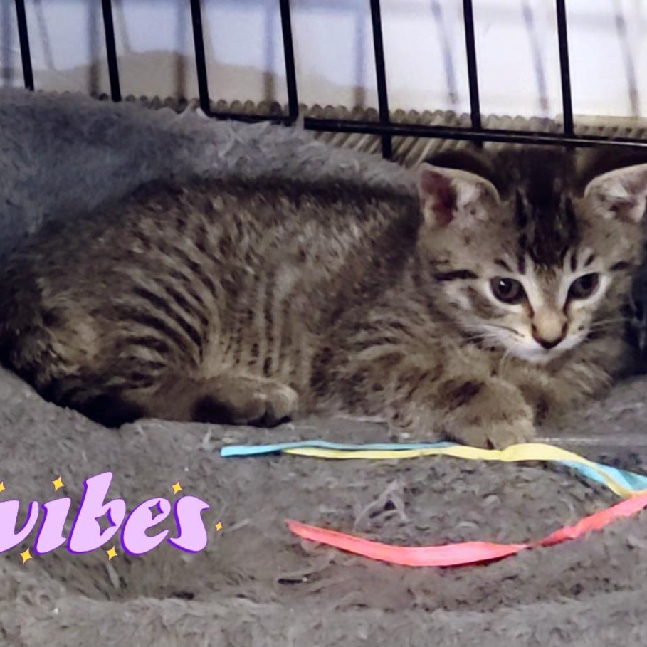 Wendy Peppercorn, a ADOPTABLE Domestic Short Hair in Hudsonville, MI image 5/5