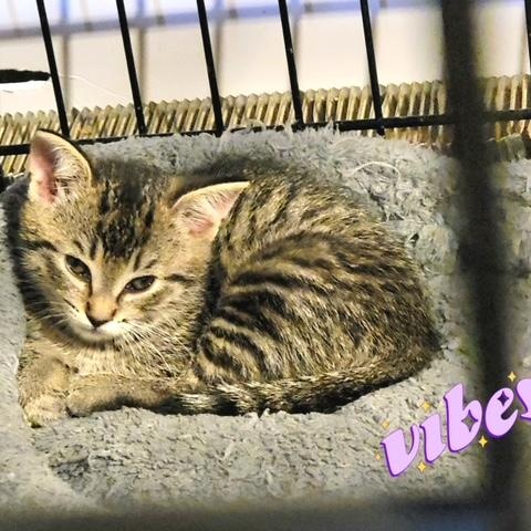 Wendy Peppercorn, a ADOPTABLE Domestic Short Hair in Hudsonville, MI image 4/5