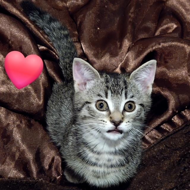 Wendy Peppercorn, a ADOPTABLE Domestic Short Hair in Hudsonville, MI image 3/5