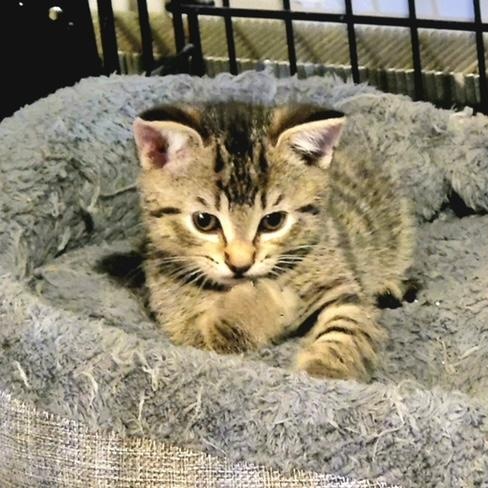 Wendy Peppercorn, a ADOPTABLE Domestic Short Hair in Hudsonville, MI image 2/5