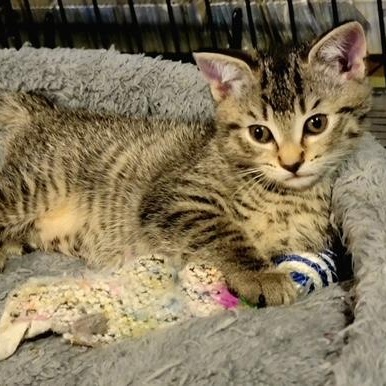 Wendy Peppercorn, ADOPTABLE, Kitten Female Domestic Short Hair.
