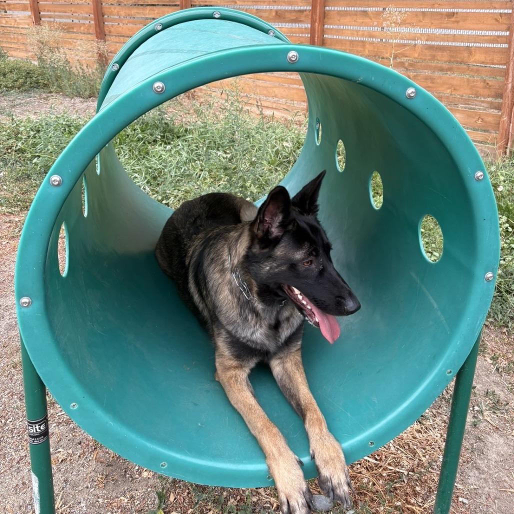 Pepper, Adoptable, Adult Female German Shepherd Dog & Belgian Shepherd / Malinois.