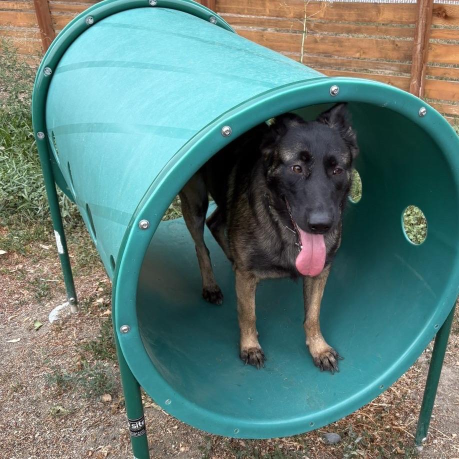 Enlarge Pepper, a Adoptable mixed breed in Cashmere, WA image 3/6