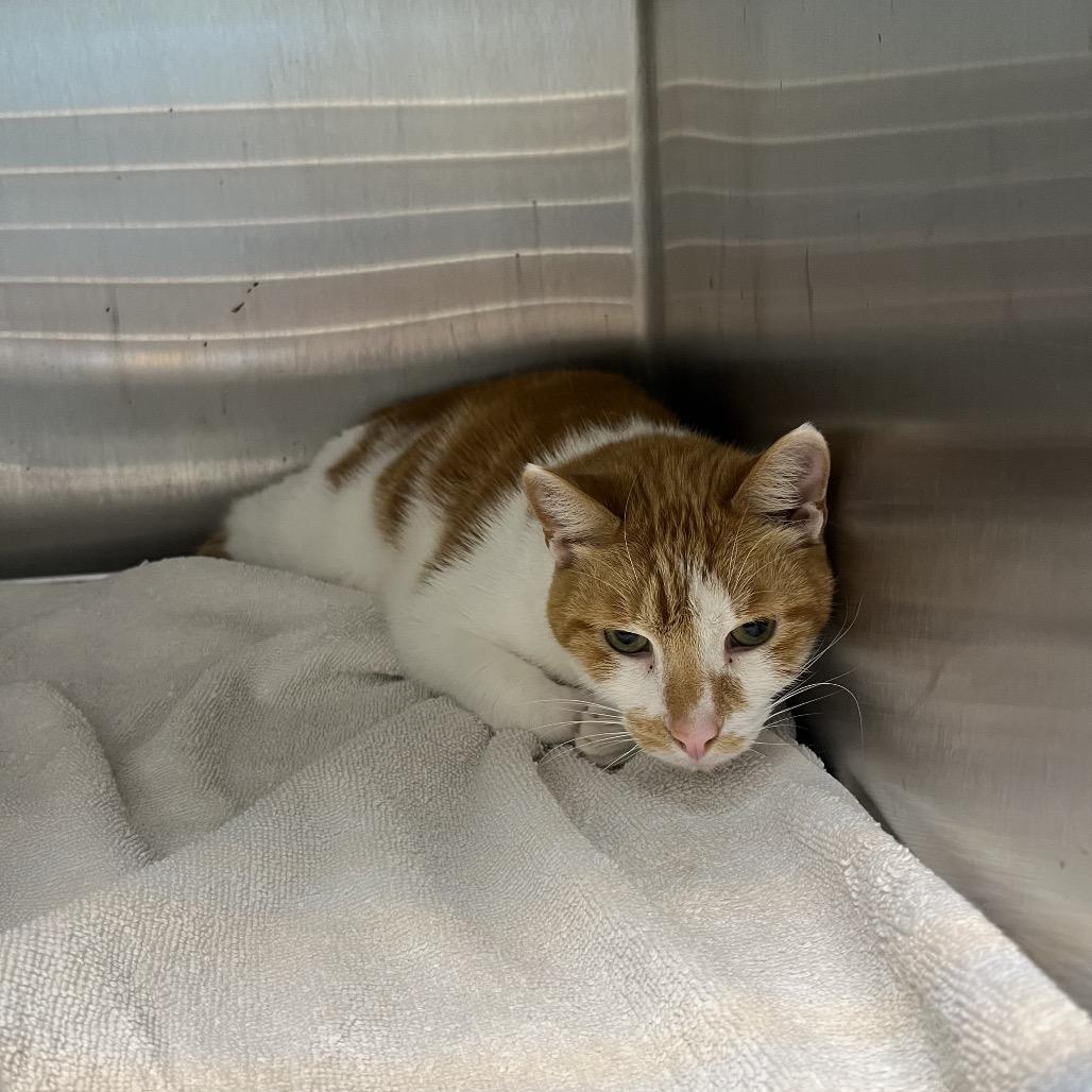 Meeko, Adoptable, Senior Male Domestic Short Hair.