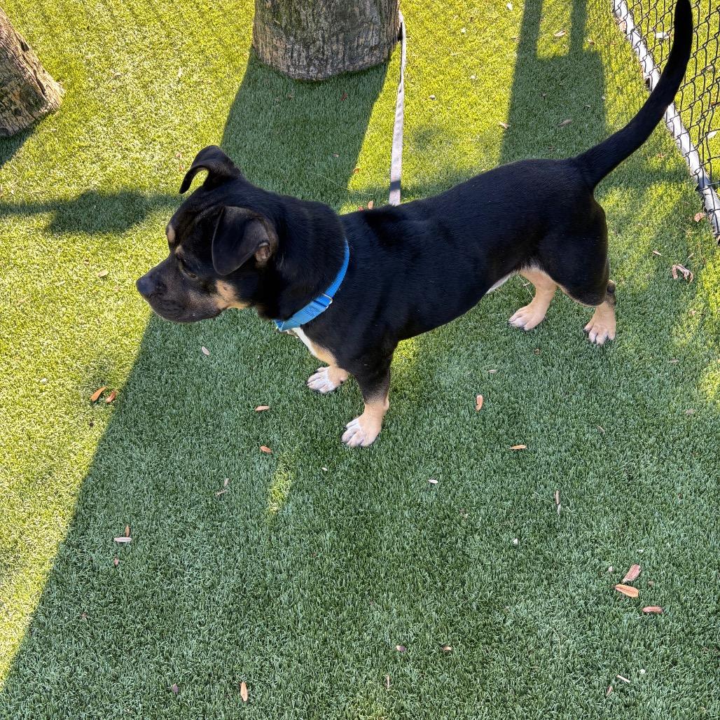 Enlarge Alan, a Adoptable Mixed Breed in Sarasota, FL image 1/3