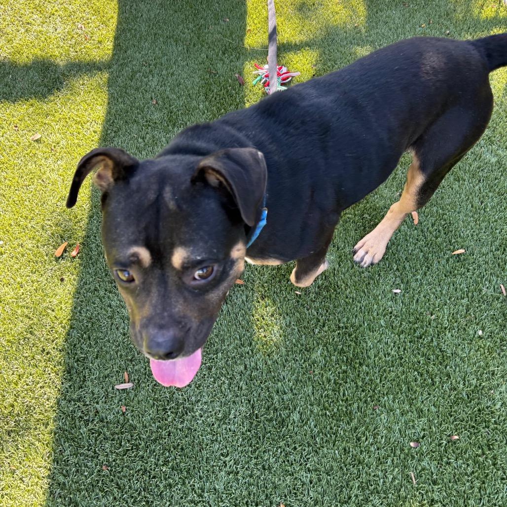 Enlarge Alan, a Adoptable Mixed Breed in Sarasota, FL image 2/3