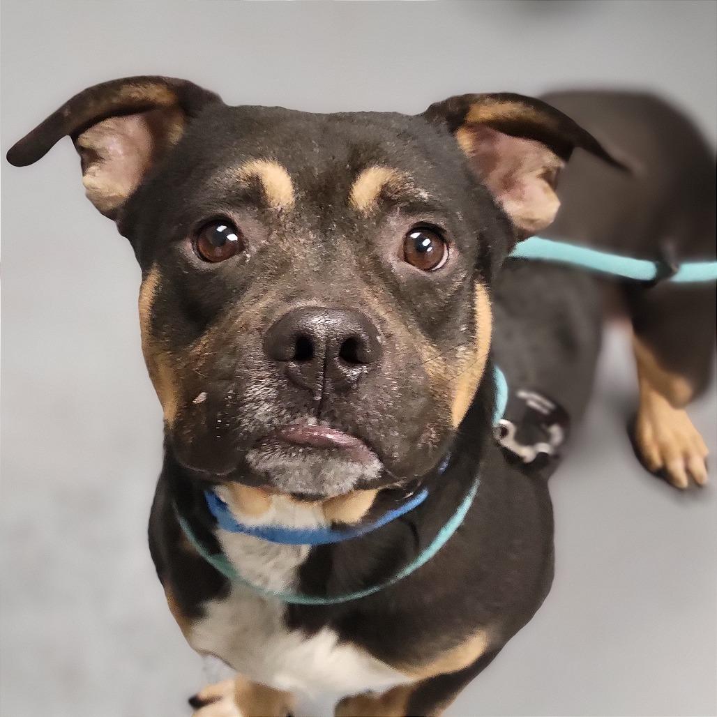 Enlarge Alan, a Adoptable Mixed Breed in Sarasota, FL image 3/3