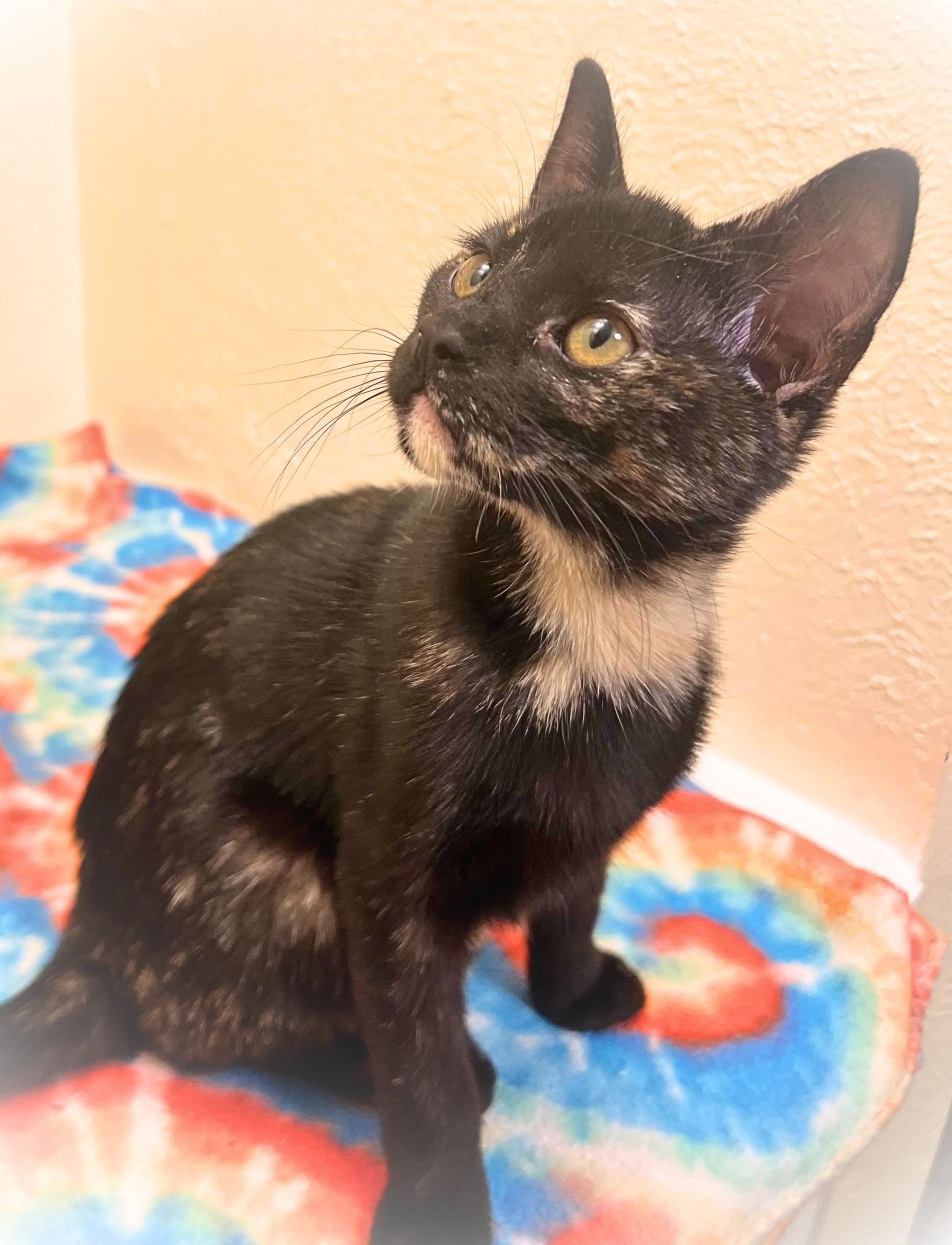 Enlarge Nebula, a magical and witchy beauty (bonded brother, Cosmo), a Adoptable mixed breed in The Dalles, OR image 1/2