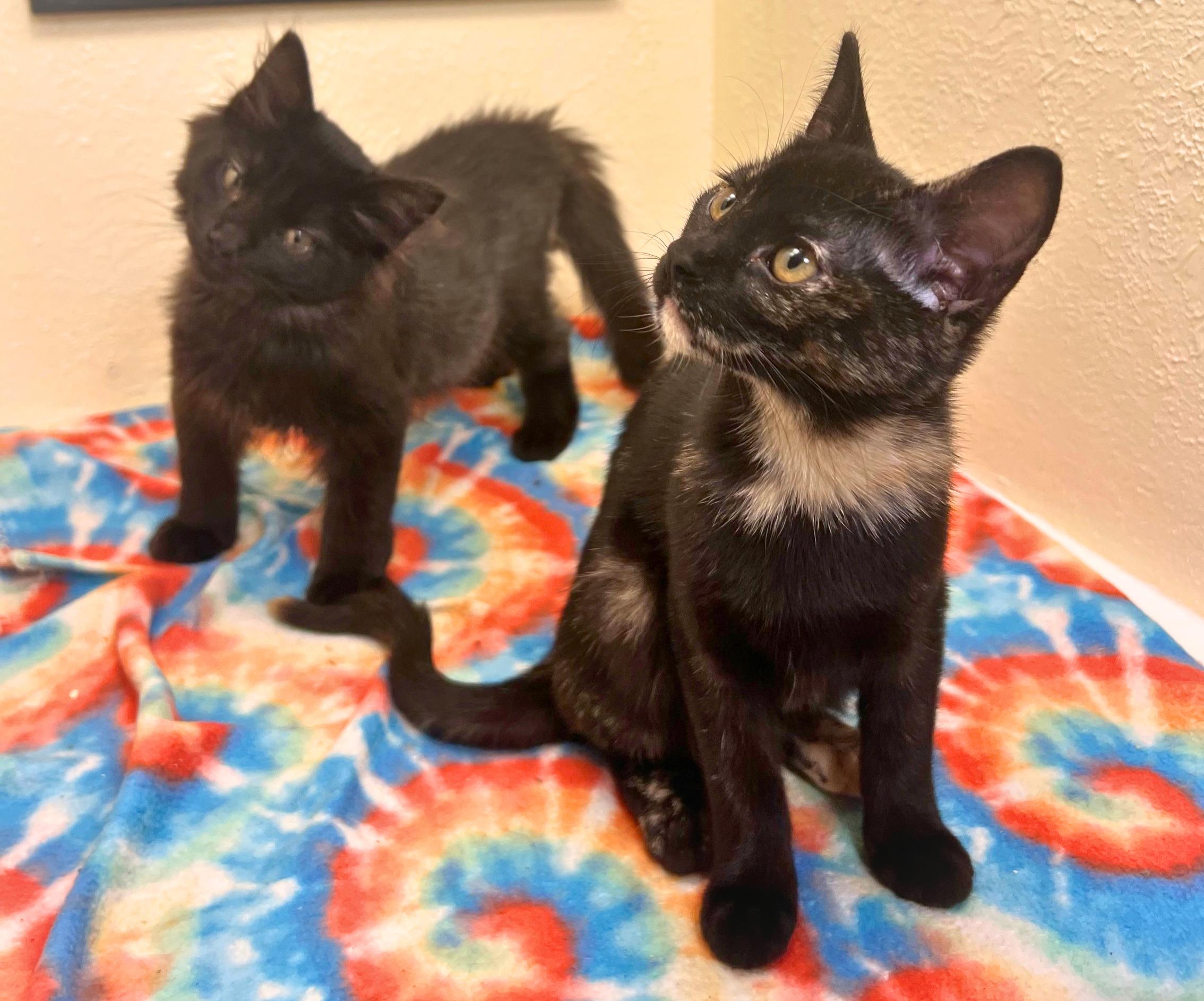 Enlarge Nebula, a magical and witchy beauty (bonded brother, Cosmo), a Adoptable mixed breed in The Dalles, OR image 2/2
