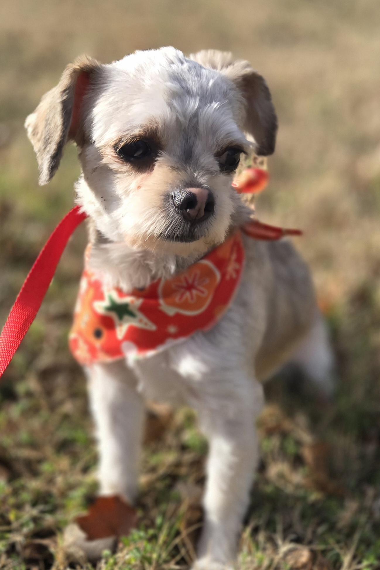 Enlarge SYDNEY    $375, a ADOPTABLE mixed breed in Milwaukee, WI image 4/5