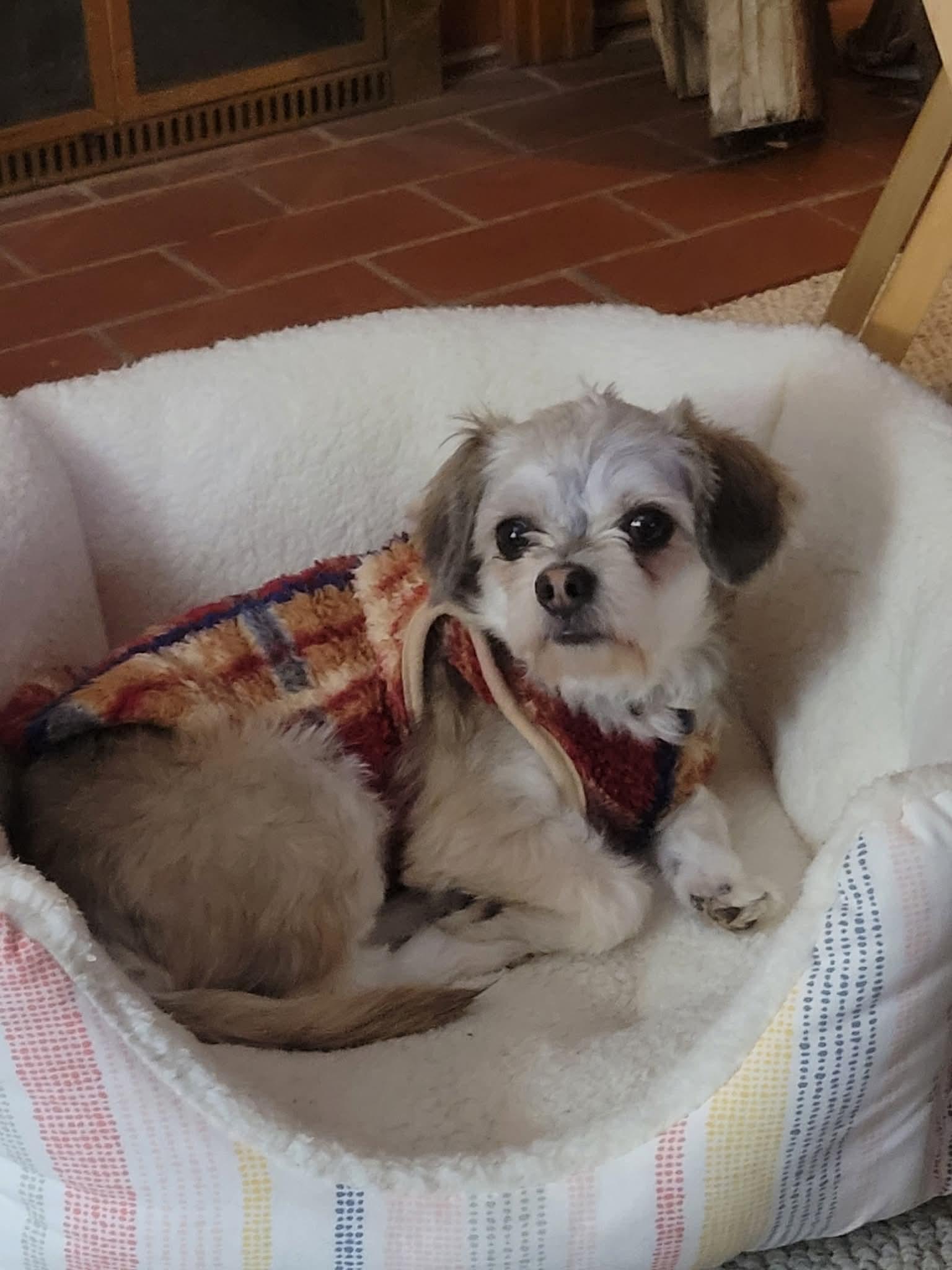 Enlarge SYDNEY    $375, a ADOPTABLE mixed breed in Milwaukee, WI image 4/6