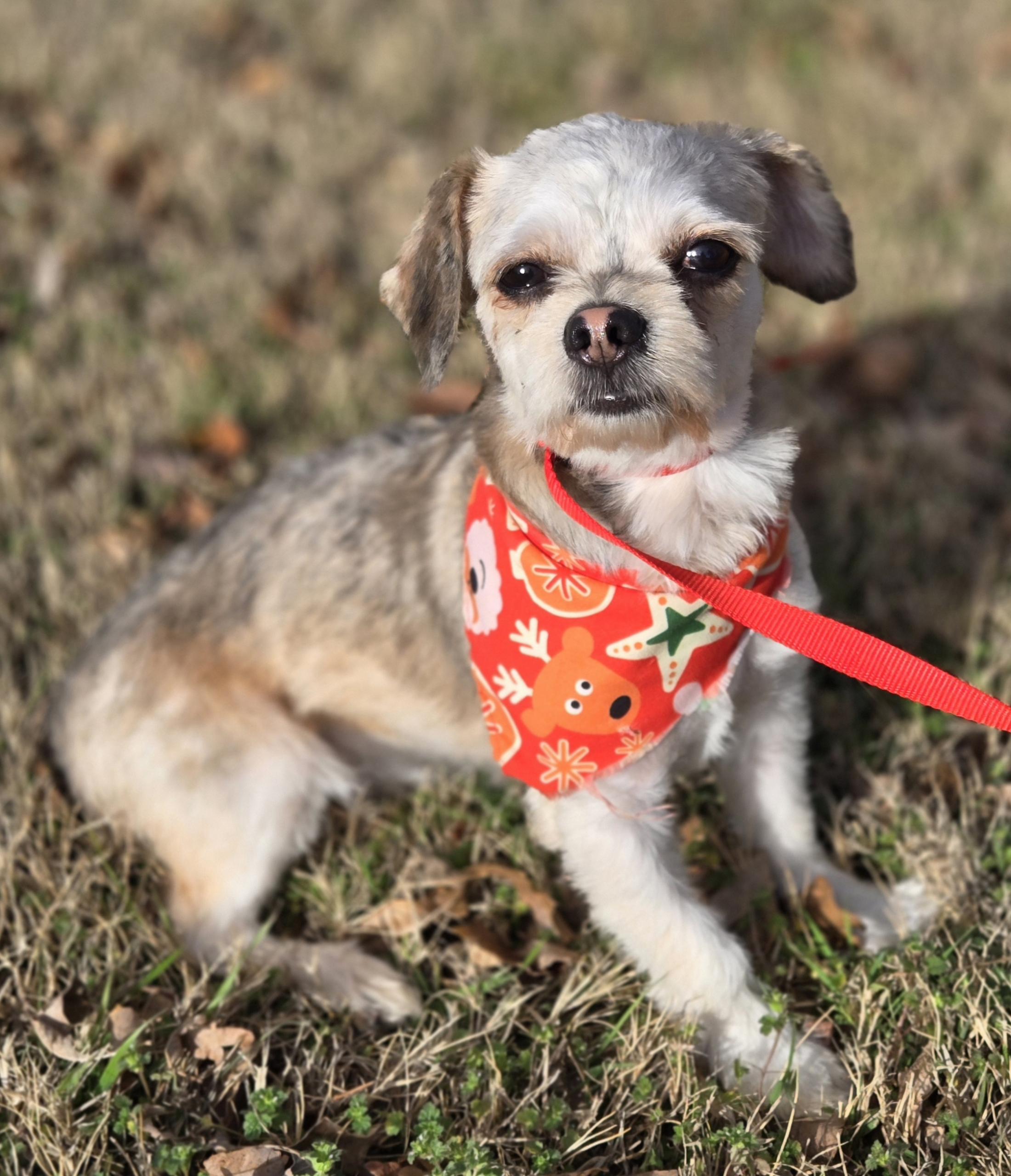 Enlarge SYDNEY    $375, a ADOPTABLE mixed breed in Milwaukee, WI image 1/5