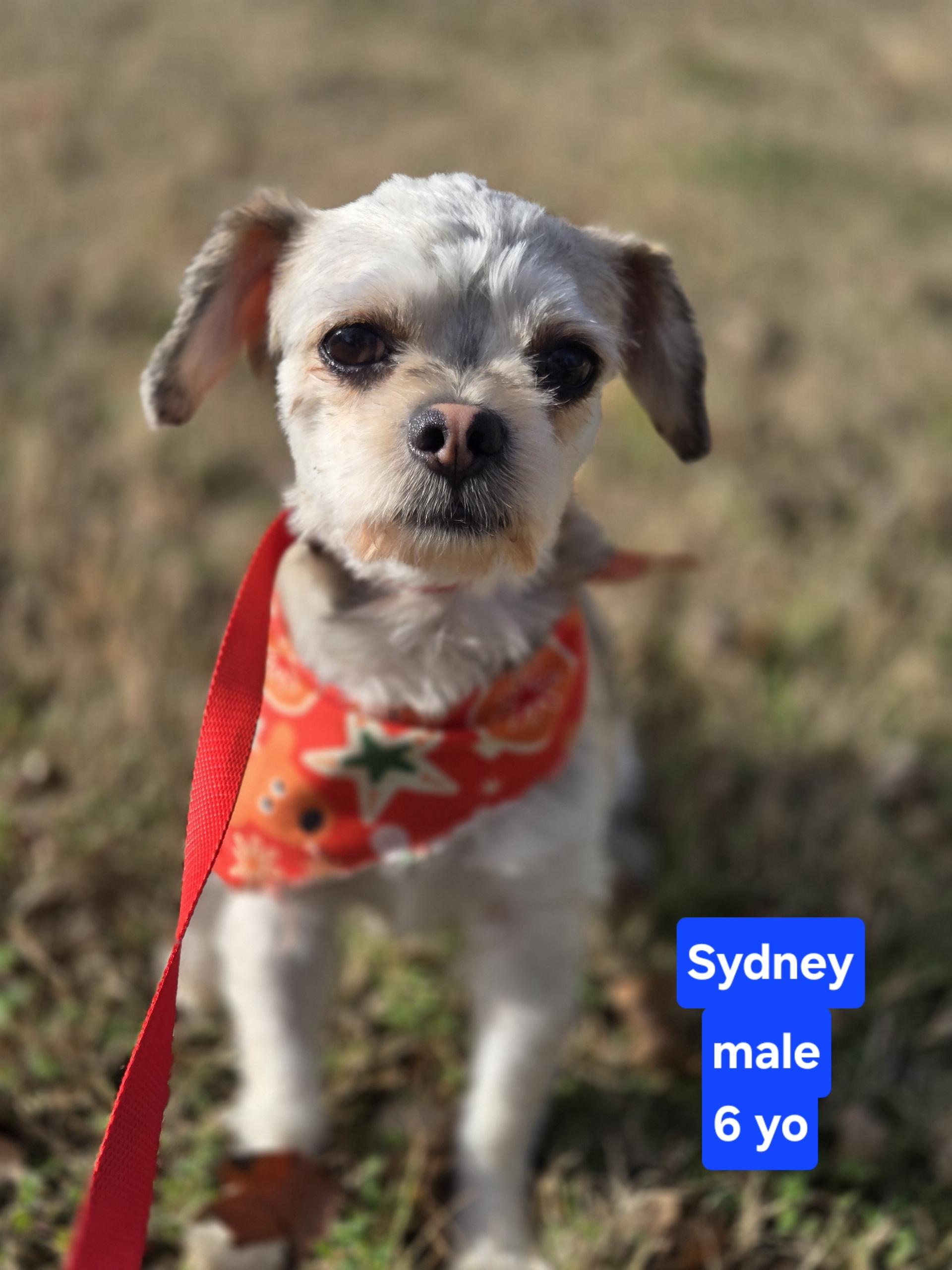Enlarge SYDNEY    $375, a ADOPTABLE mixed breed in Milwaukee, WI image 2/5