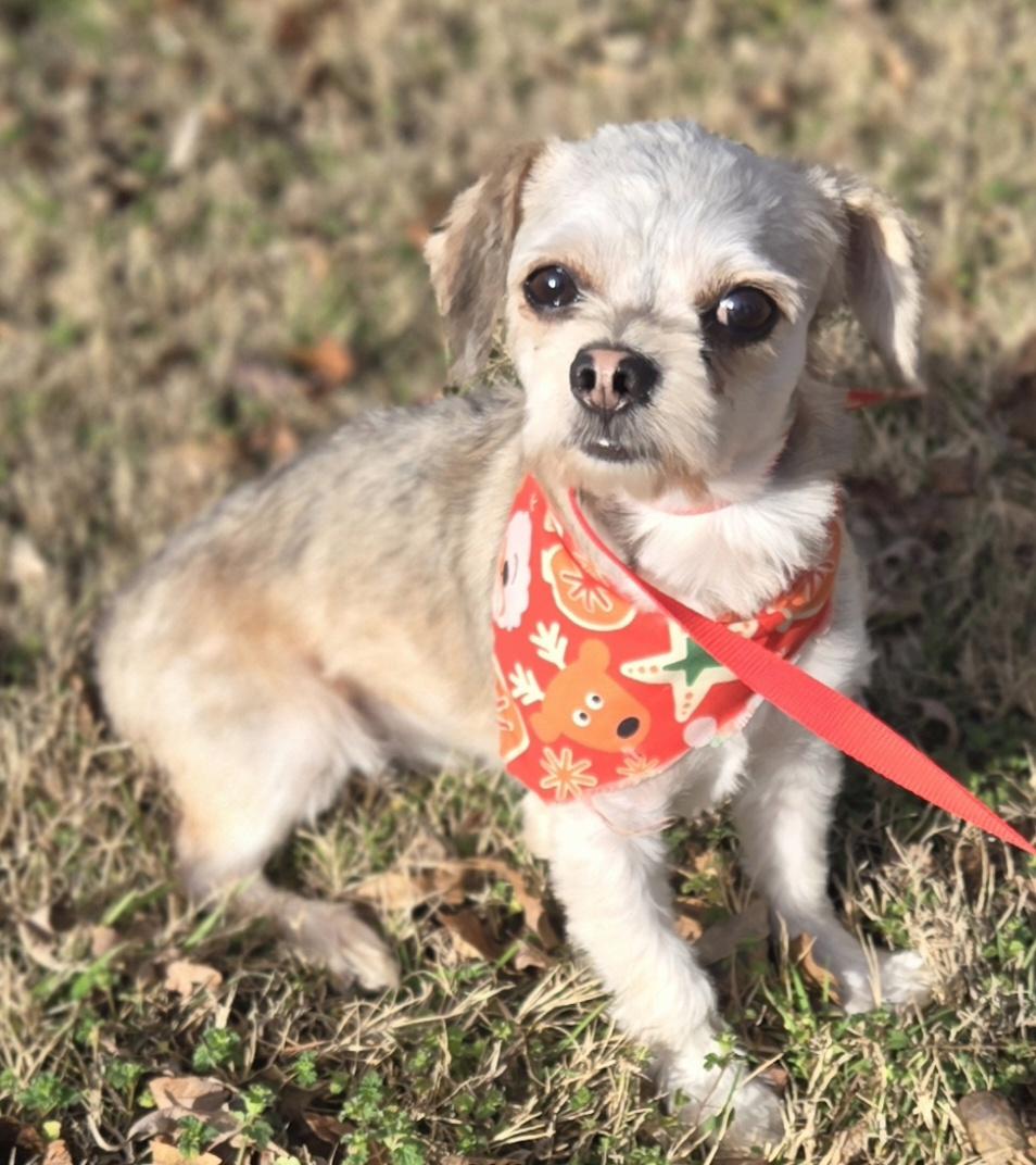 Enlarge SYDNEY    $375, a ADOPTABLE mixed breed in Milwaukee, WI image 3/5