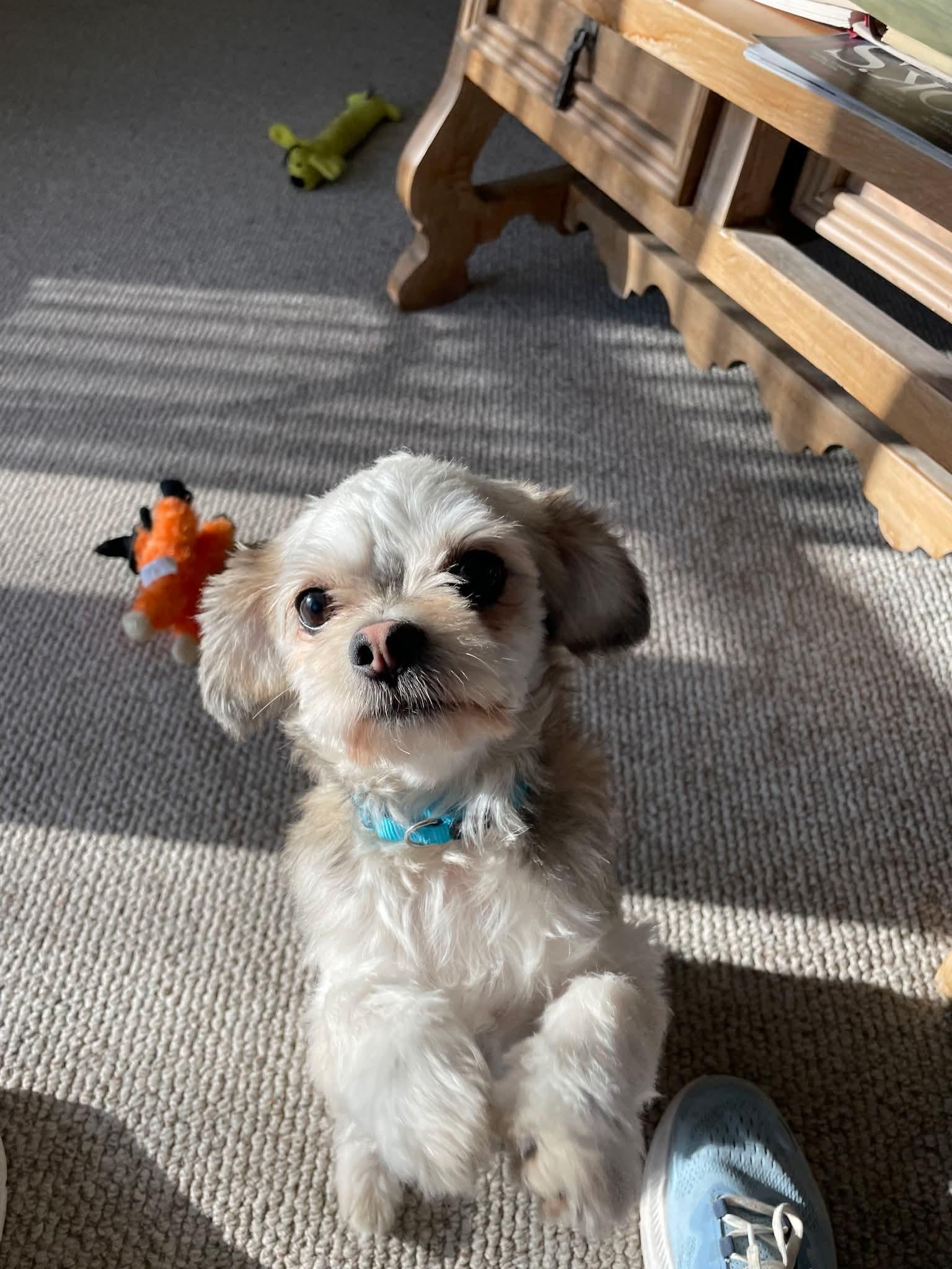 Enlarge SYDNEY    $375, a ADOPTABLE mixed breed in Milwaukee, WI image 5/6