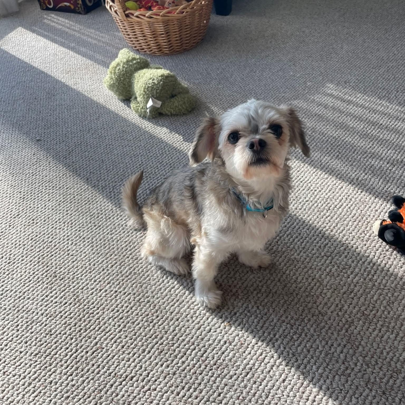 Enlarge SYDNEY    $375, a ADOPTABLE mixed breed in Milwaukee, WI image 6/6