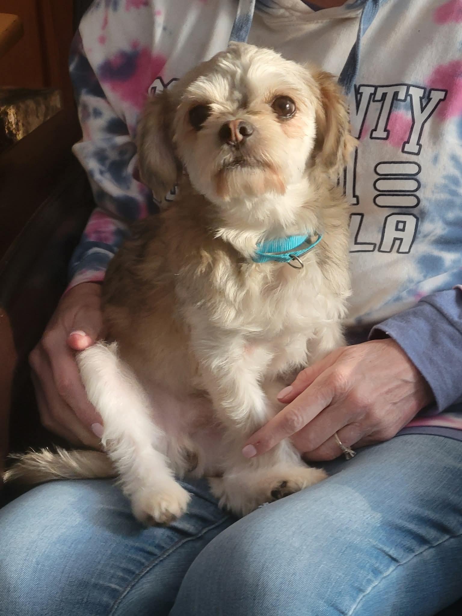 Enlarge SYDNEY    $375, a ADOPTABLE mixed breed in Milwaukee, WI image 3/6