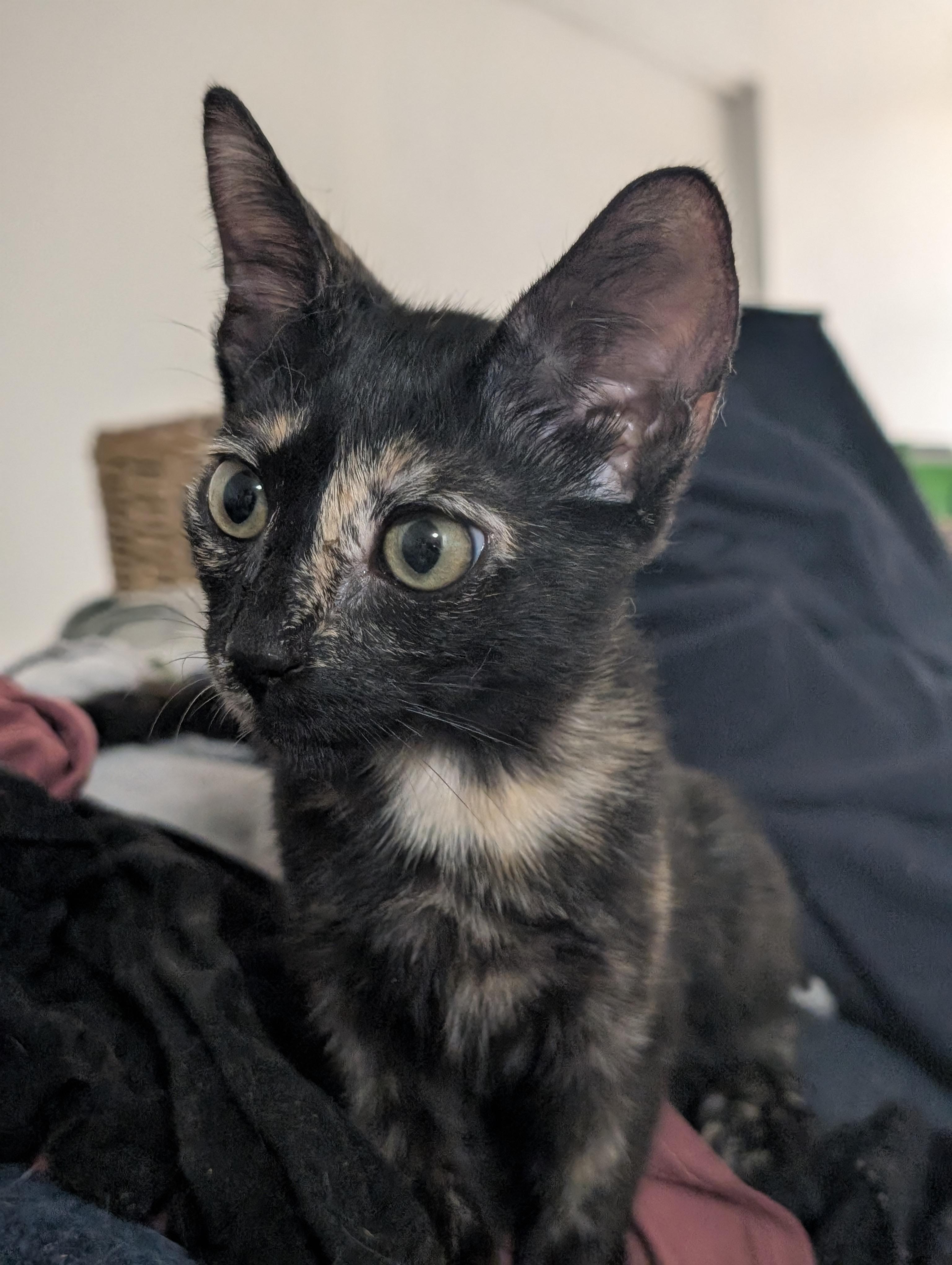 Enlarge S'mores, a Adoptable Domestic Short Hair in Honolulu, HI image 3/5