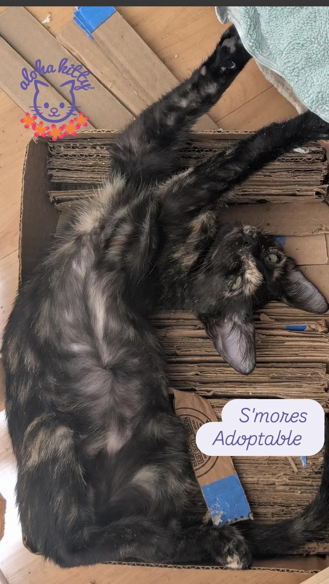 S'mores, Adoptable, Kitten Female Domestic Short Hair.