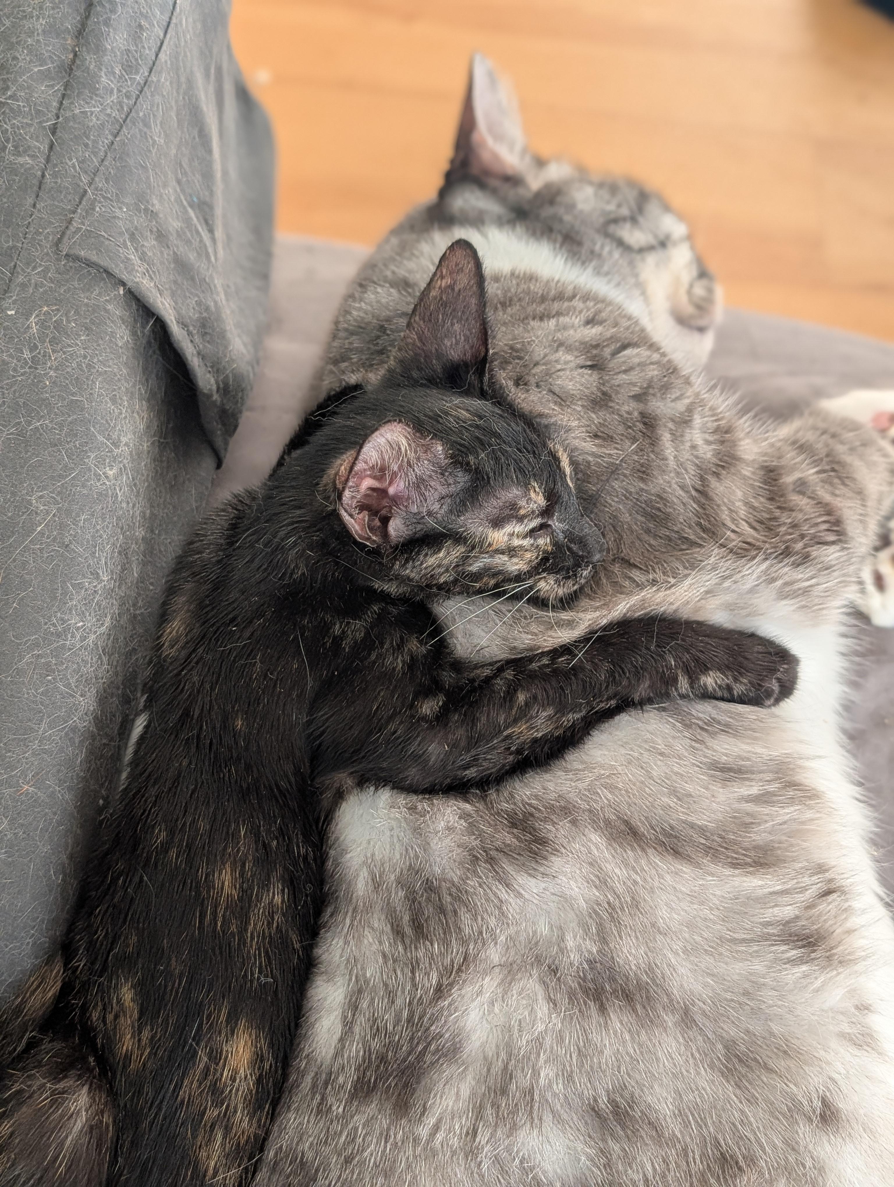 Enlarge S'mores, a Adoptable Domestic Short Hair in Honolulu, HI image 5/5