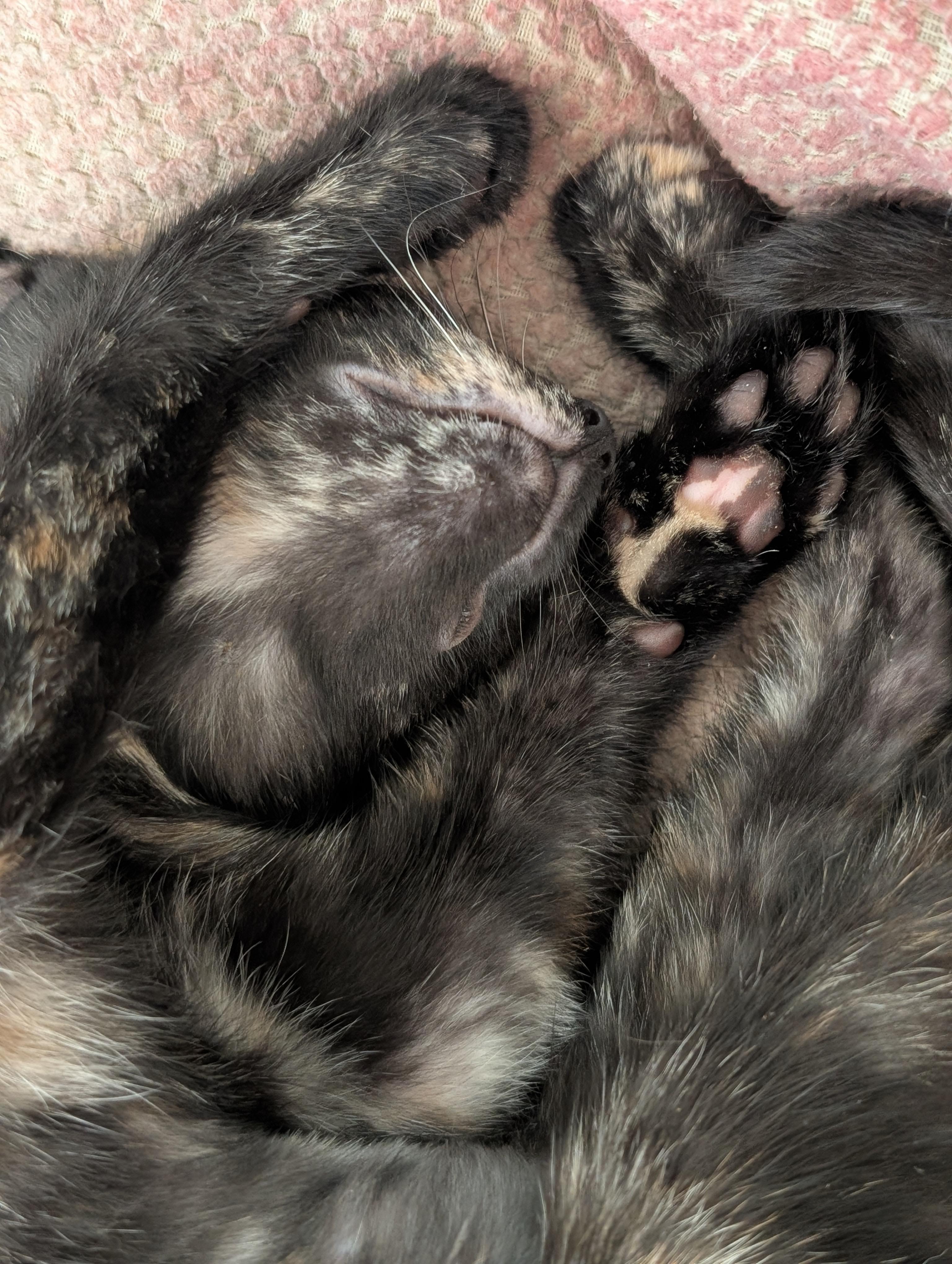Enlarge S'mores, a Adoptable Domestic Short Hair in Honolulu, HI image 4/5