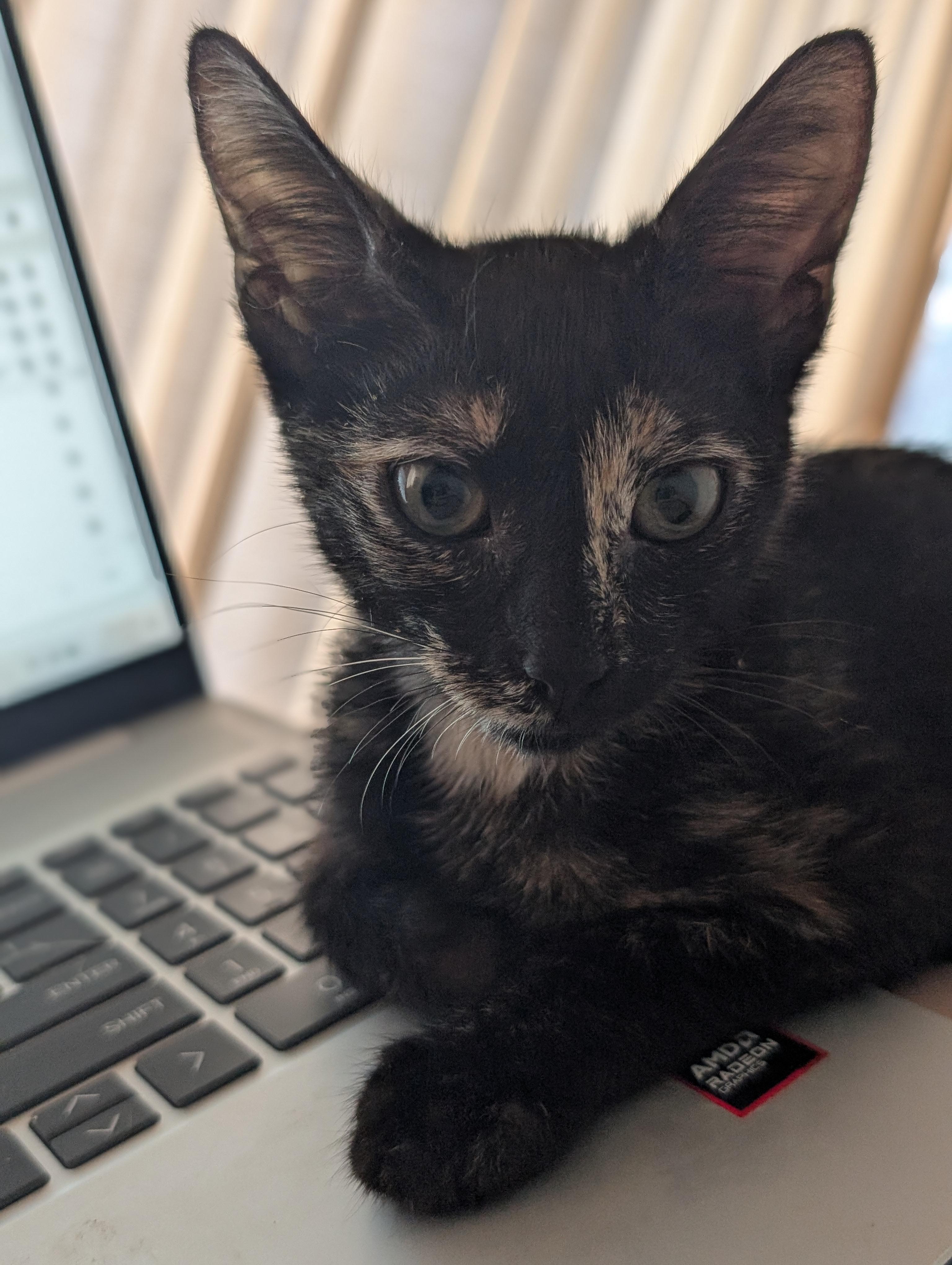 Enlarge S'mores, a Adoptable Domestic Short Hair in Honolulu, HI image 2/5