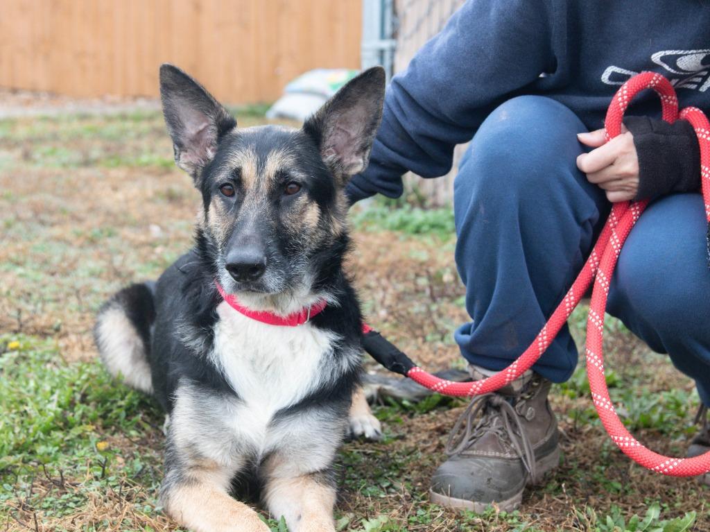 Integrity, Adoptable, Adult Female German Shepherd Dog.