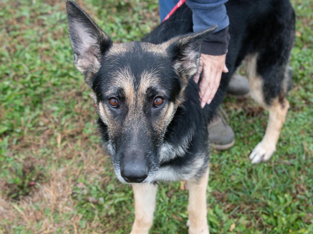 Integrity, Adoptable, Adult Female German Shepherd Dog.