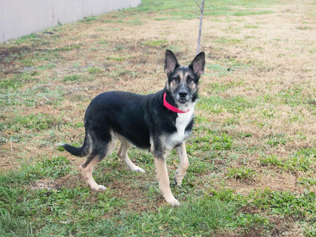 Enlarge Integrity, a Adoptable German Shepherd Dog in Lansing, KS image 2/4