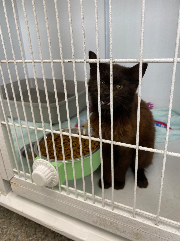 Enlarge Amaranth, a Adoptable mixed breed in Van Wert, OH image 1/1