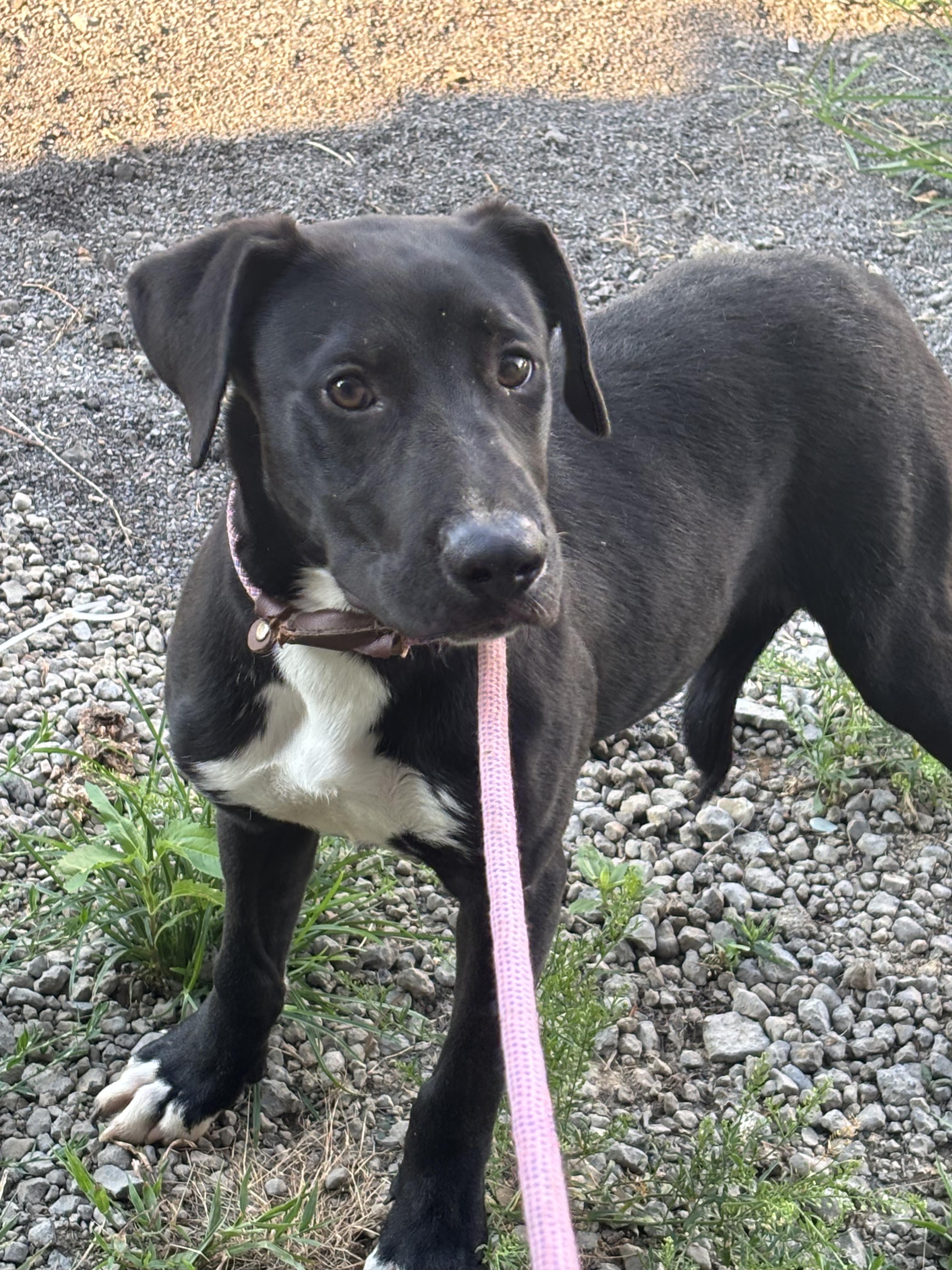 FRED, an adopted mixed breed in Jackson, TN image 3/5