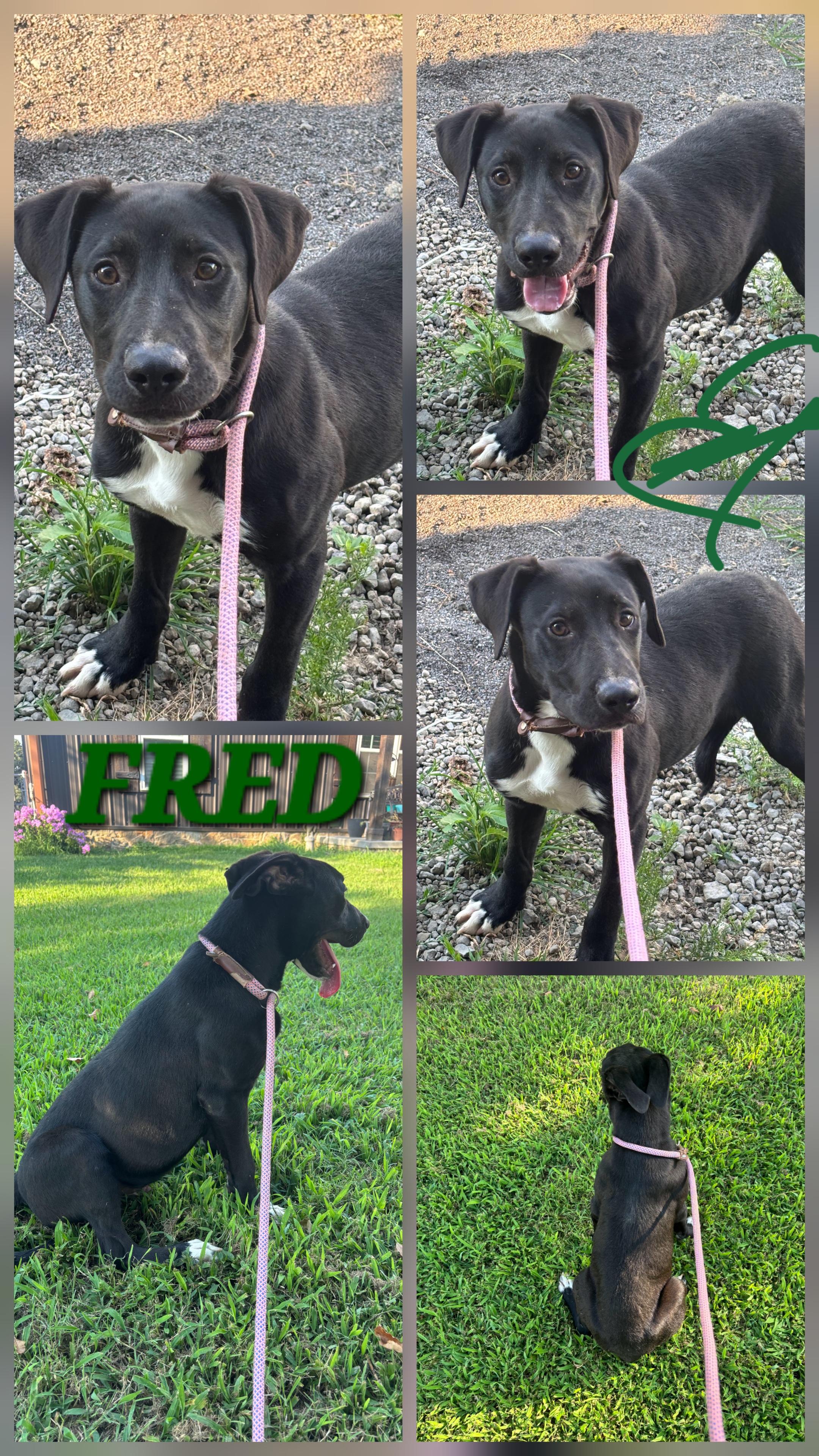 FRED, an adopted mixed breed in Jackson, TN image 1/5