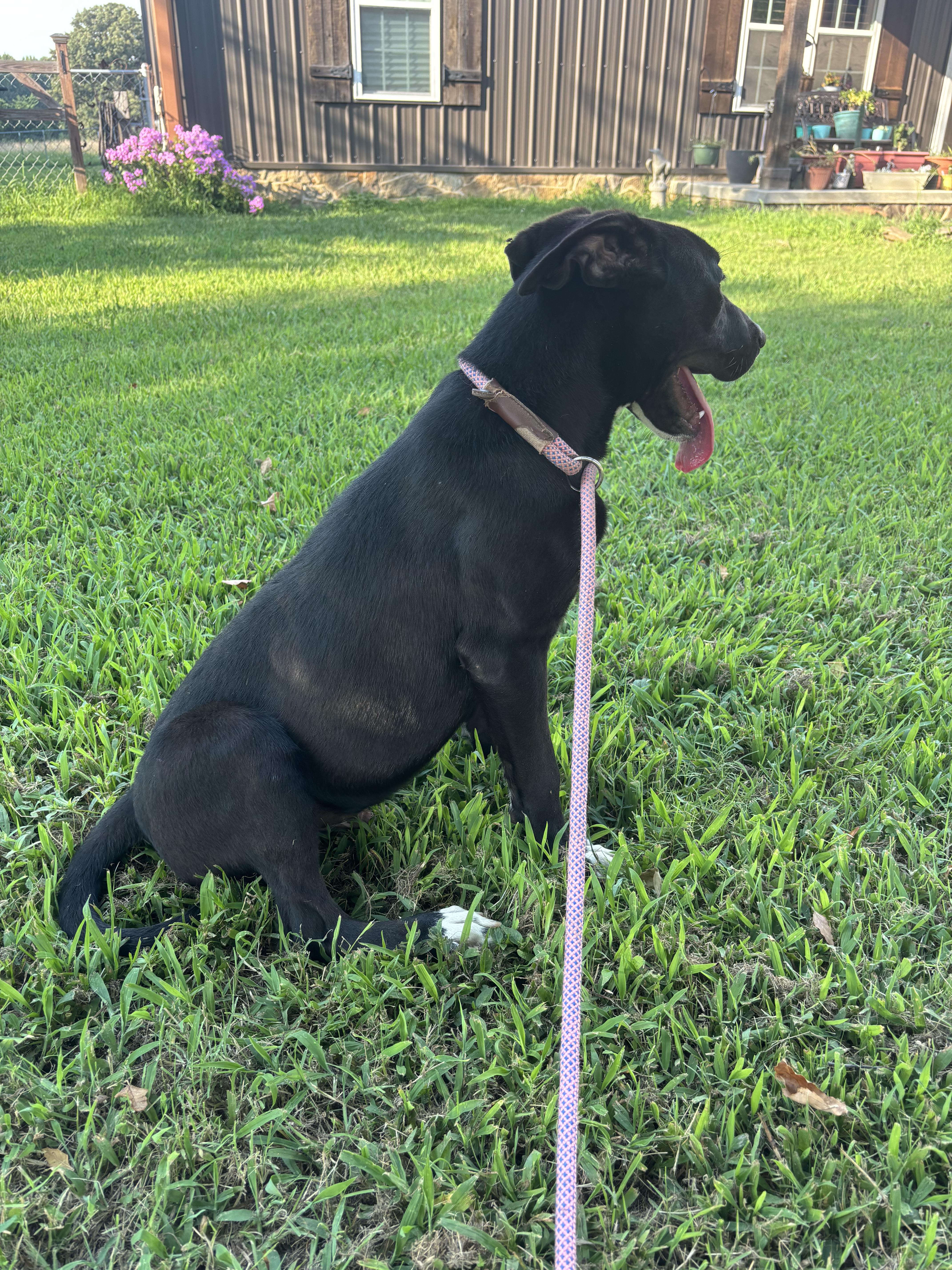 FRED, an adopted mixed breed in Jackson, TN image 5/5