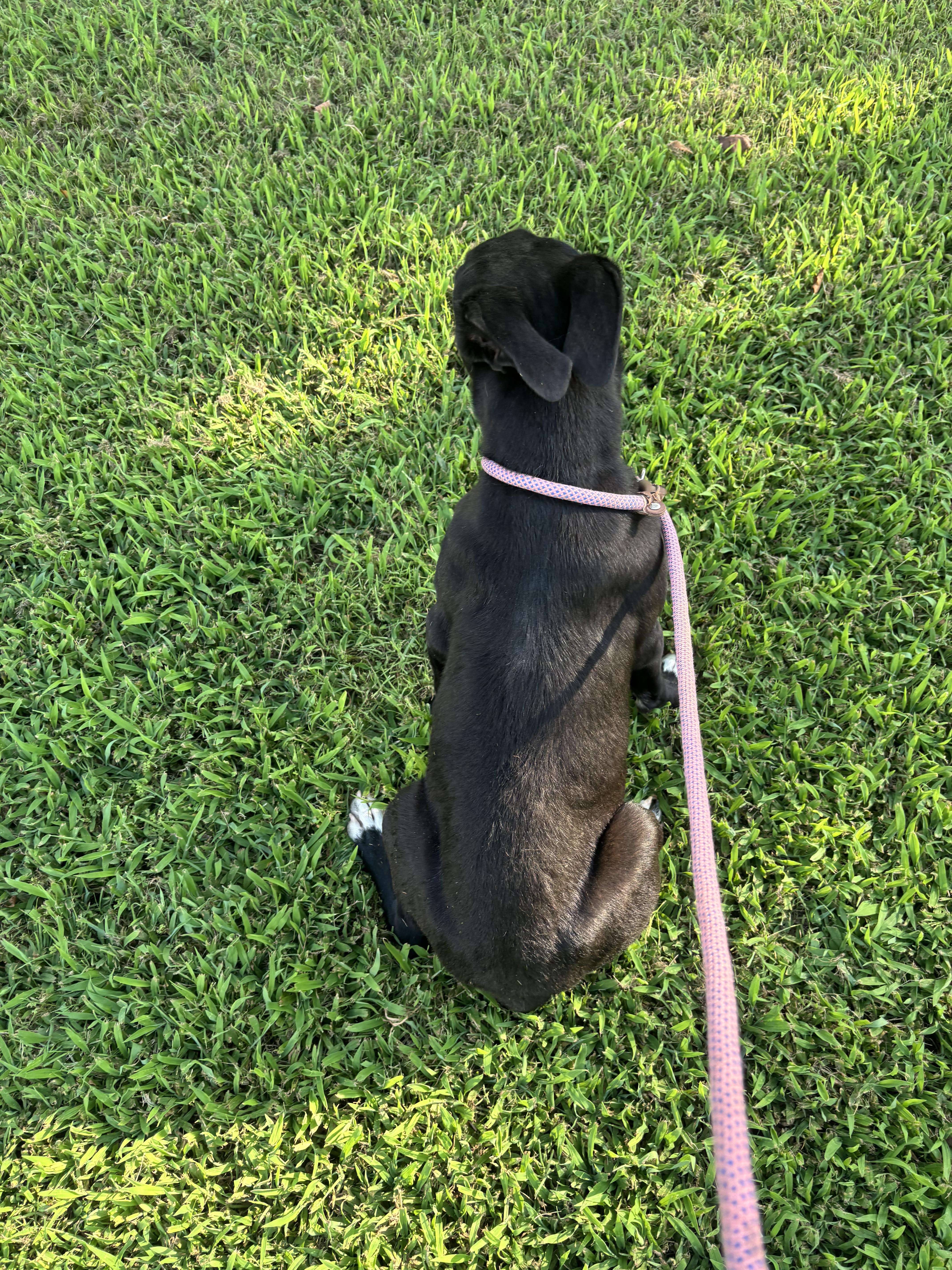 FRED, an adopted mixed breed in Jackson, TN image 4/5