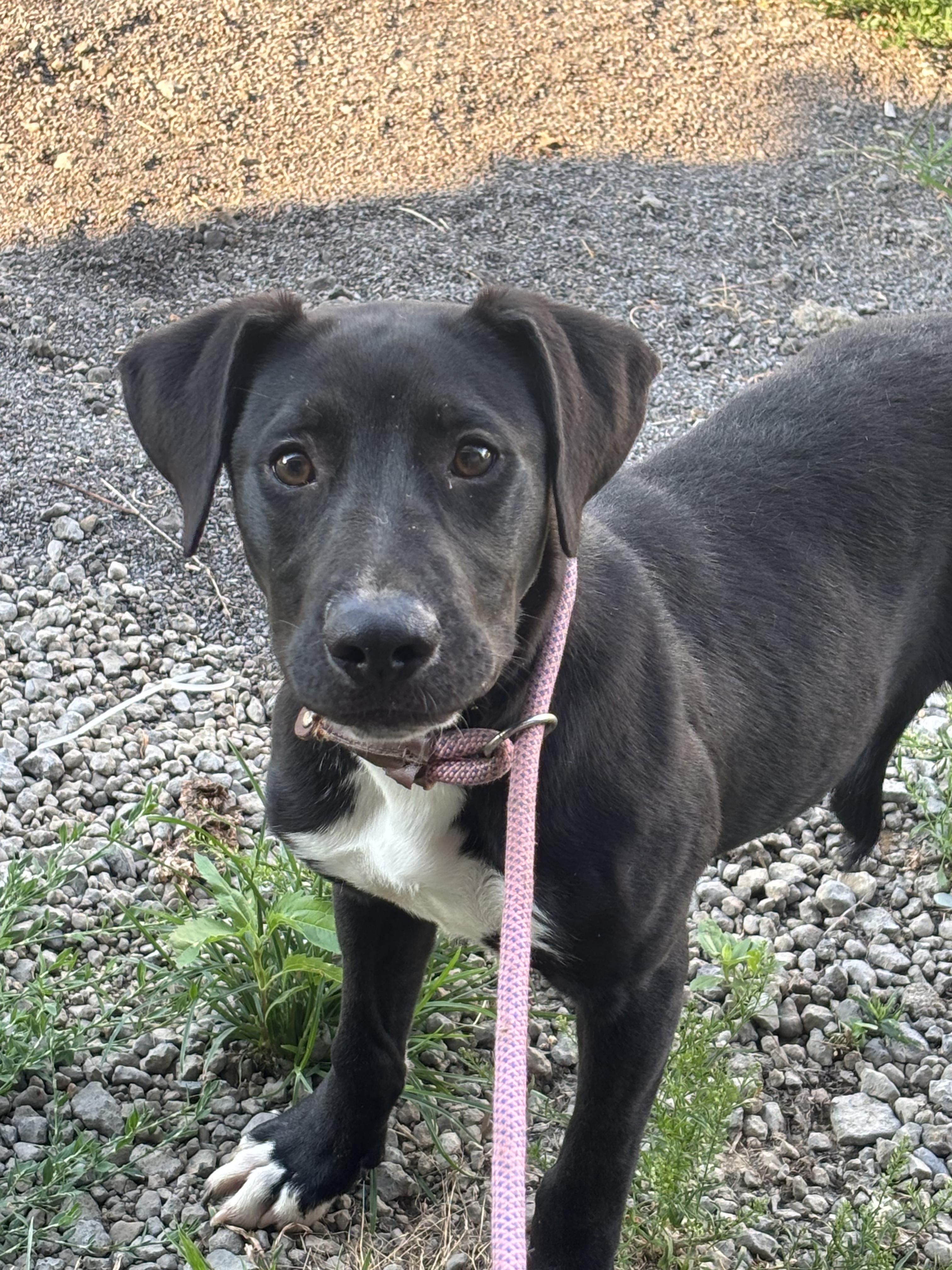 FRED, an adopted mixed breed in Jackson, TN image 2/5