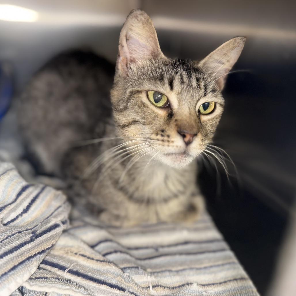 Helen, Adoptable, Adult Female Domestic Short Hair.