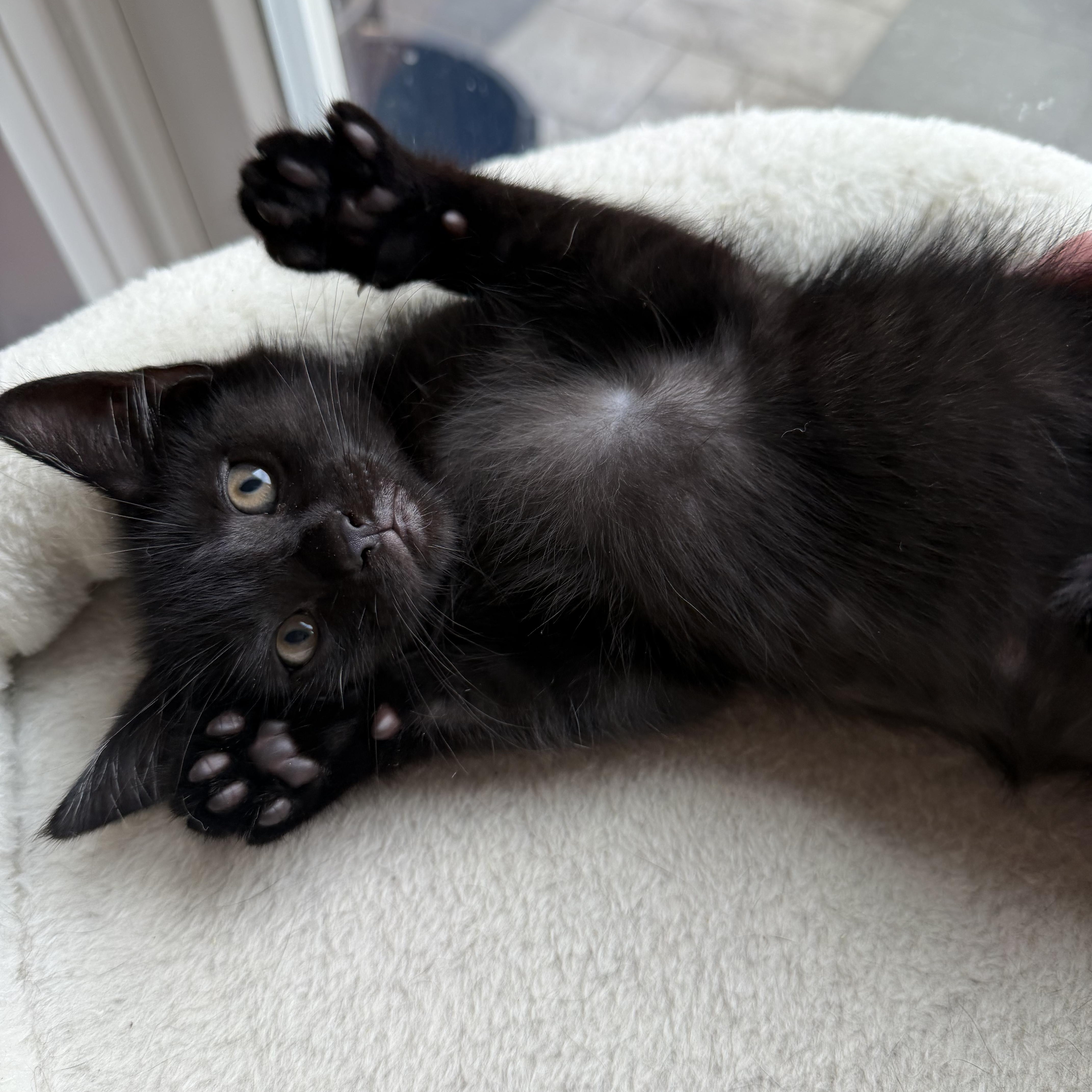 Damien, a Adoptable Domestic Short Hair in Moriches, NY image 3/5