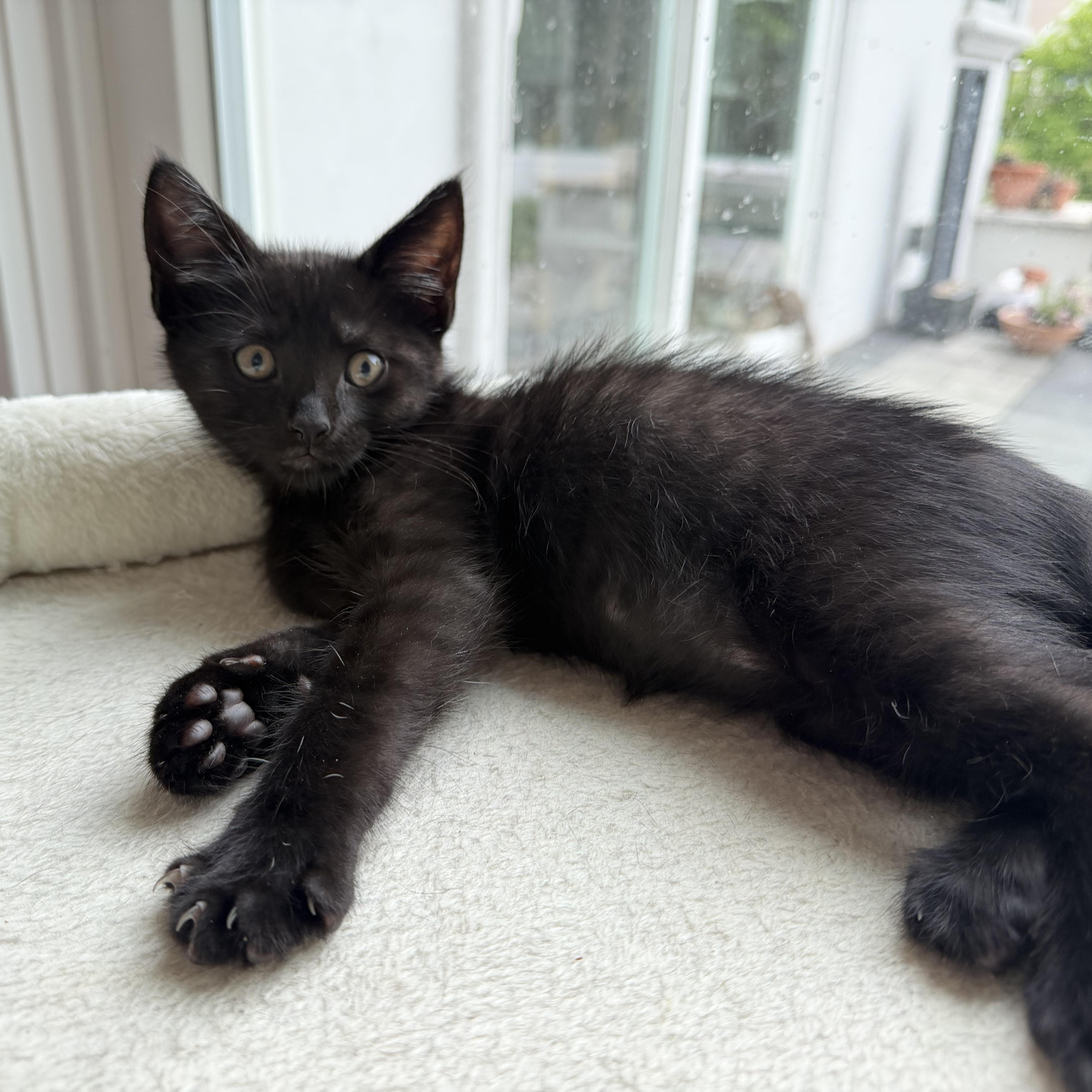 Damien, a Adoptable Domestic Short Hair in Moriches, NY image 1/5