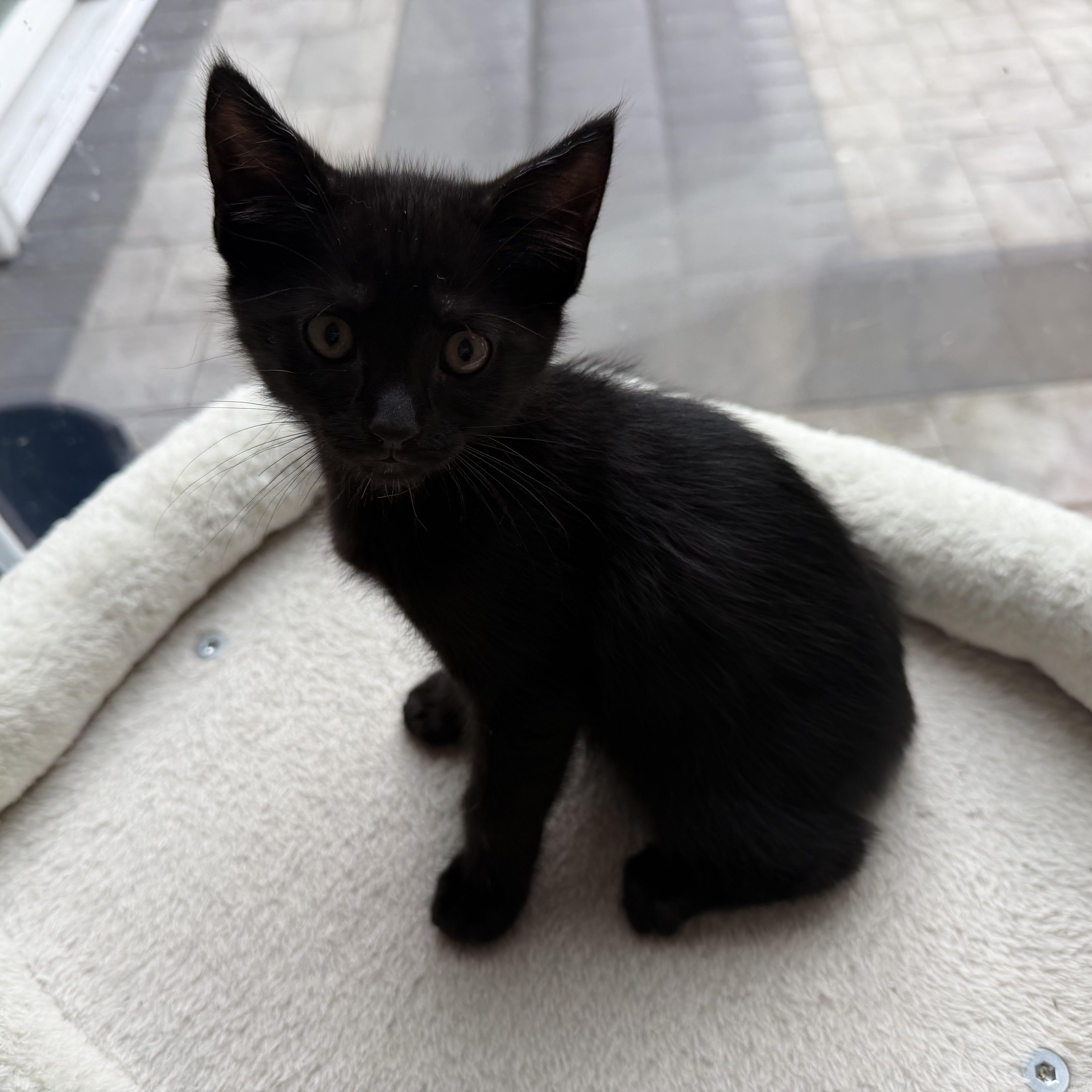 Damien, a Adoptable Domestic Short Hair in Moriches, NY image 2/5