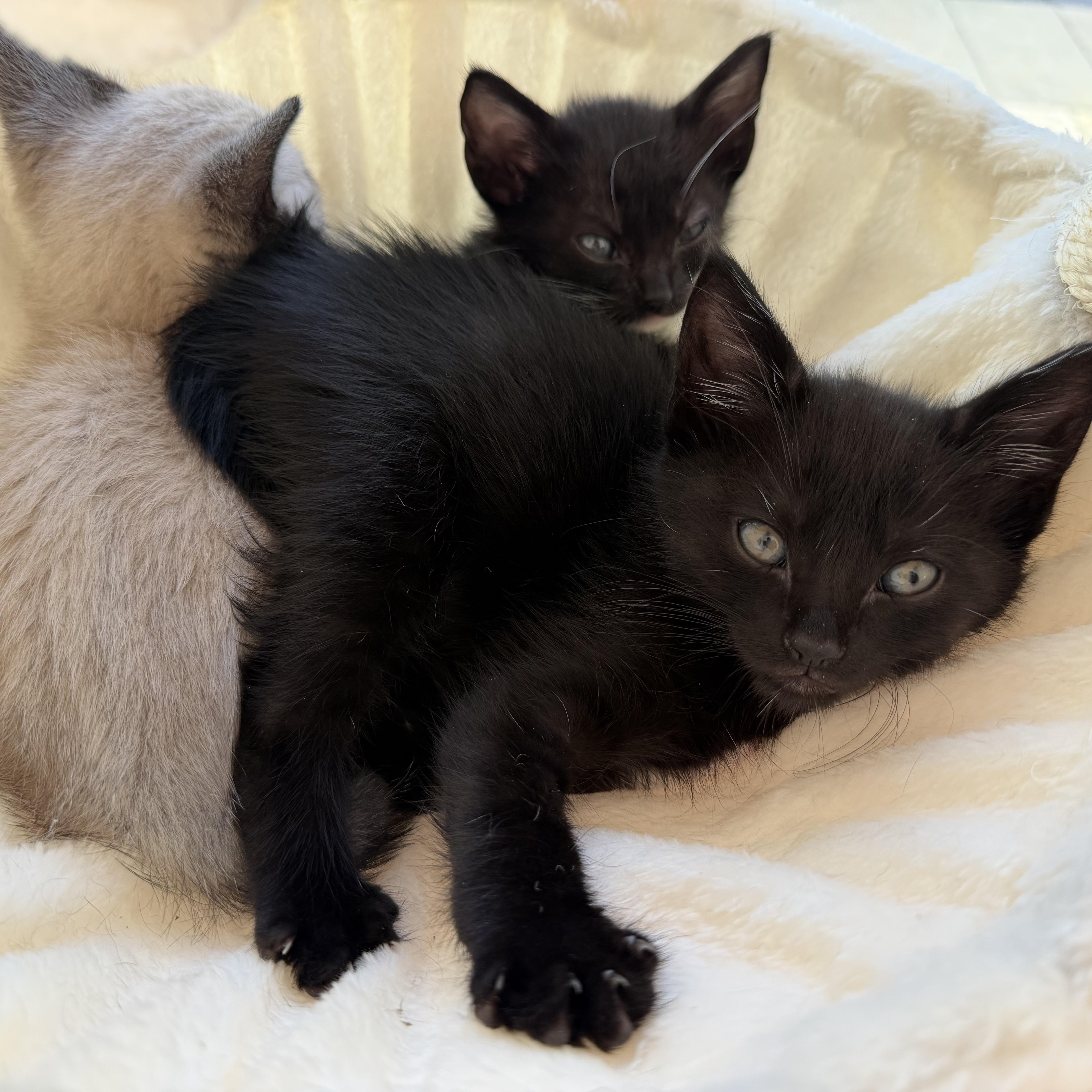 Damien, a Adoptable Domestic Short Hair in Moriches, NY image 5/5