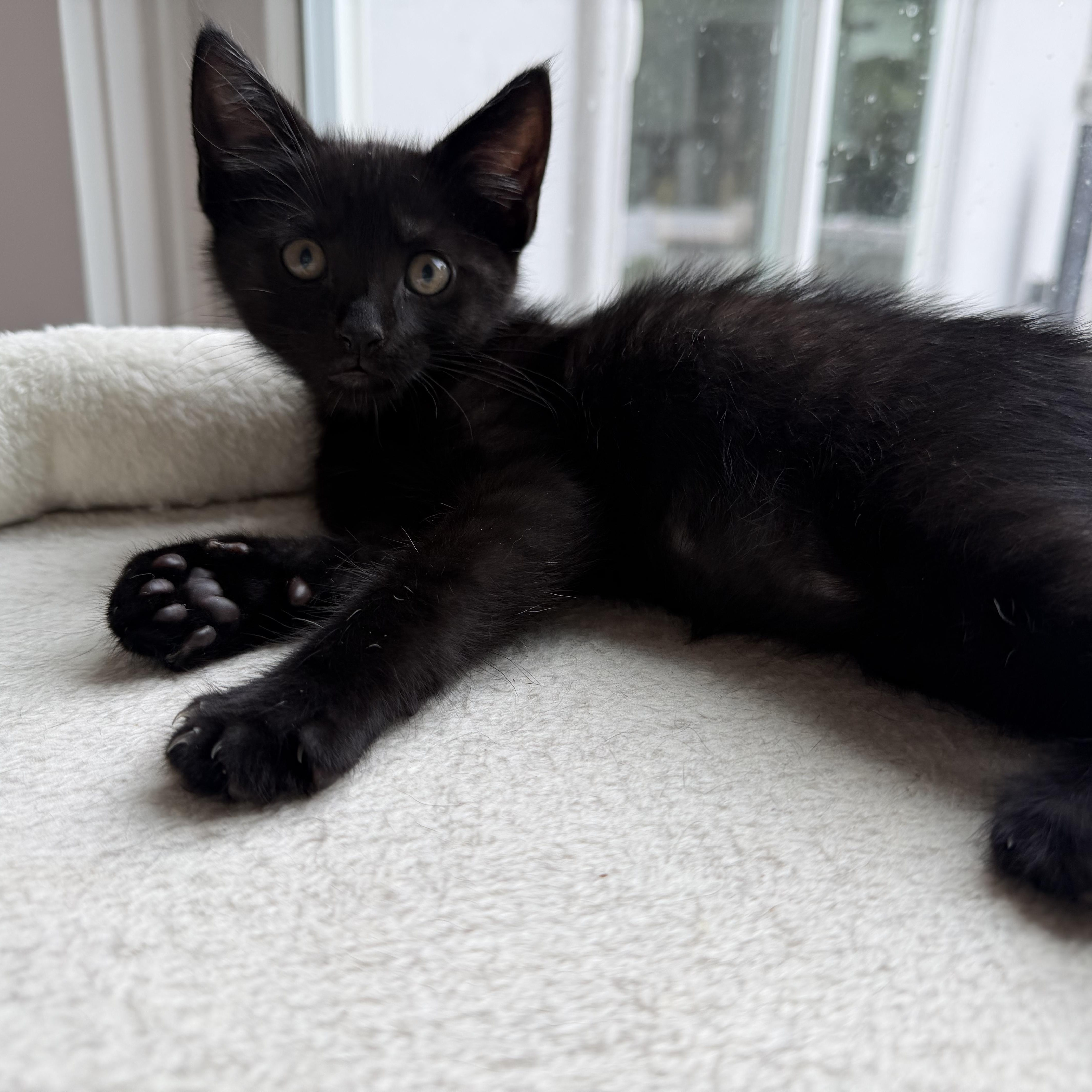 Damien, a Adoptable Domestic Short Hair in Moriches, NY image 4/5