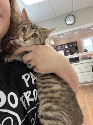 Wisteria, Adoptable, Young Female Domestic Short Hair & Domestic Short Hair.