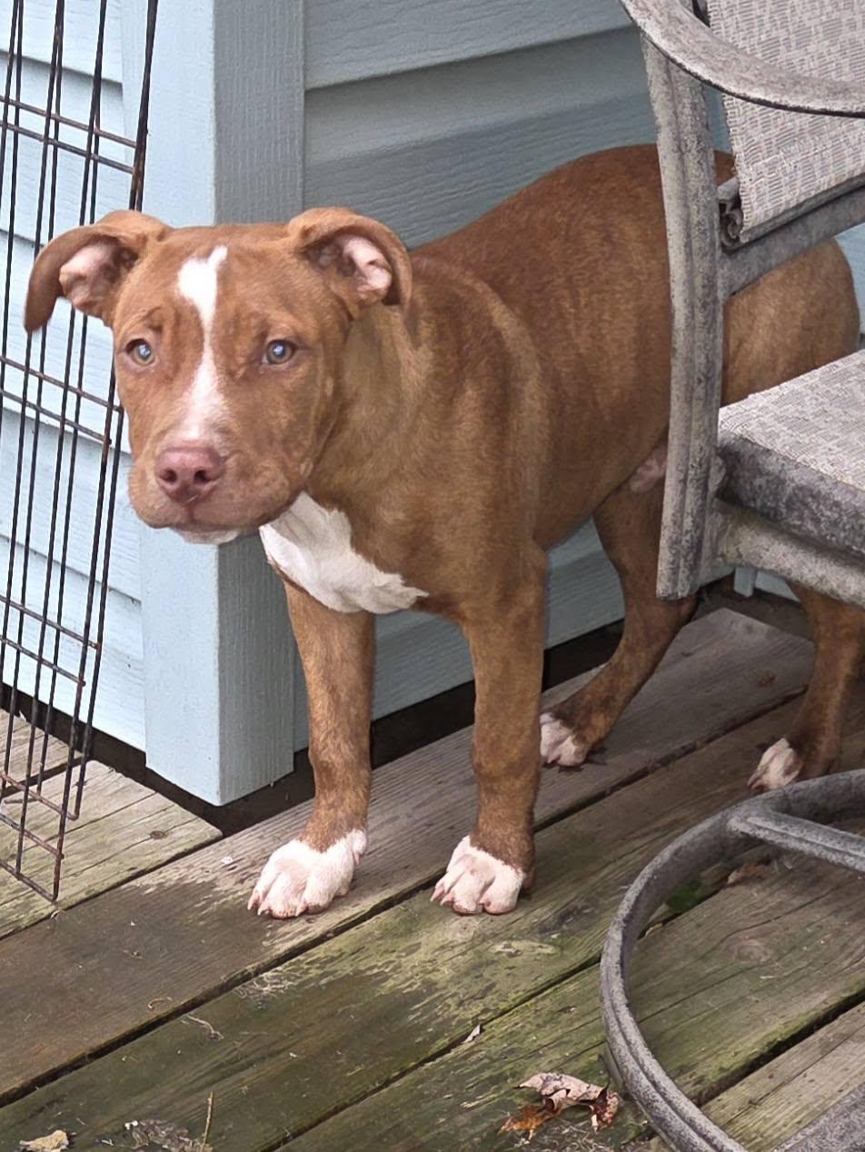 Scoob, adopted, Young Male Pit Bull Terrier.